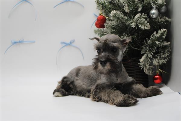 Miniature Schnauzer (F) 5565 Image #1