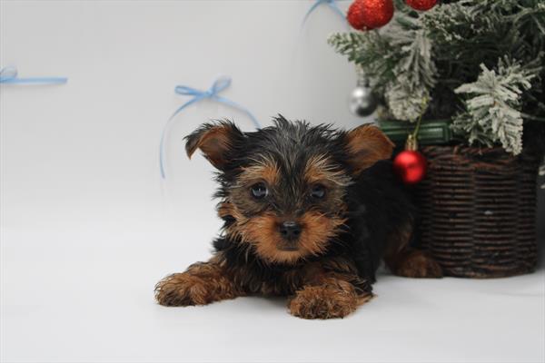Yorkshire Terrier (F) 5567 Image #2