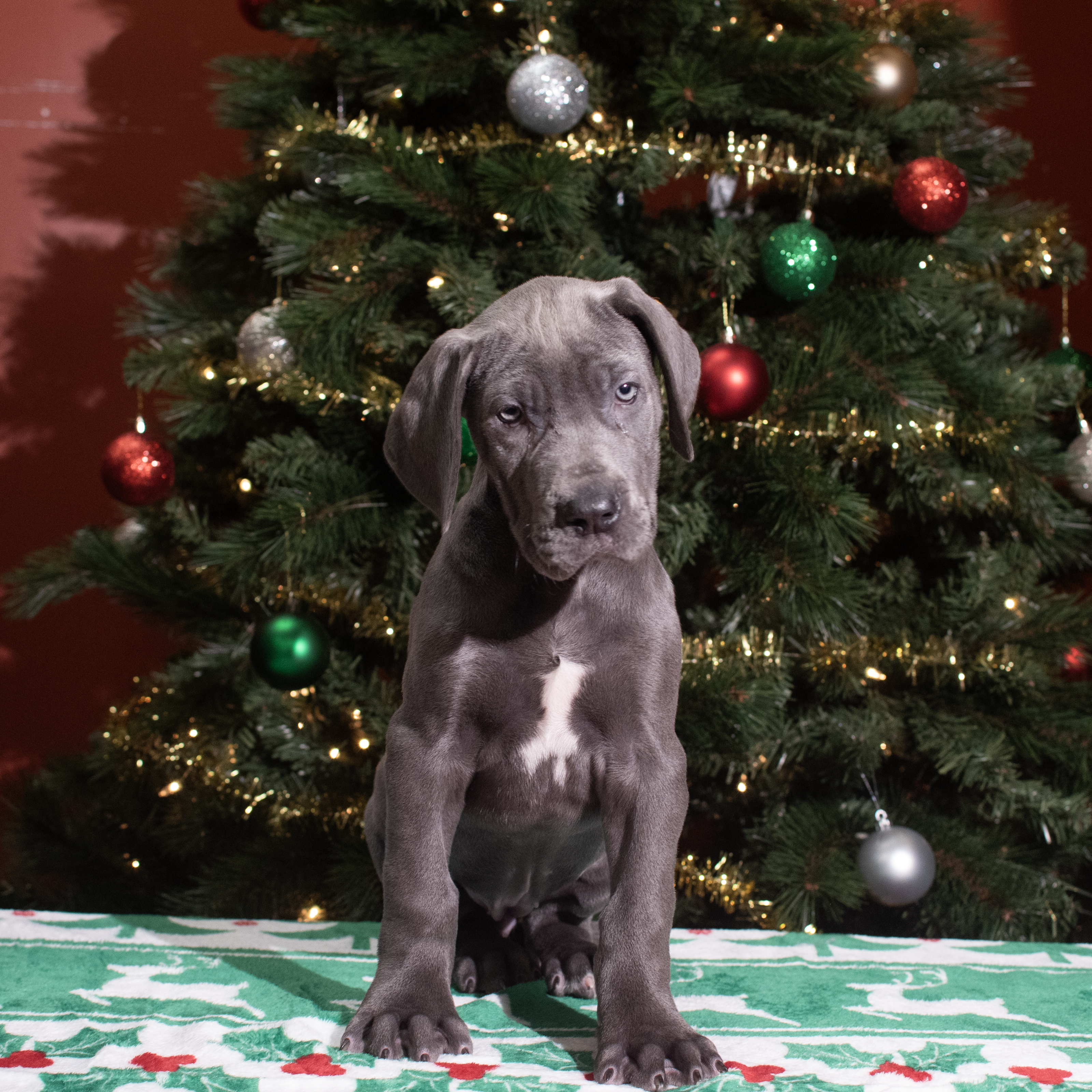 Great Dane (F) 5590 Image #1
