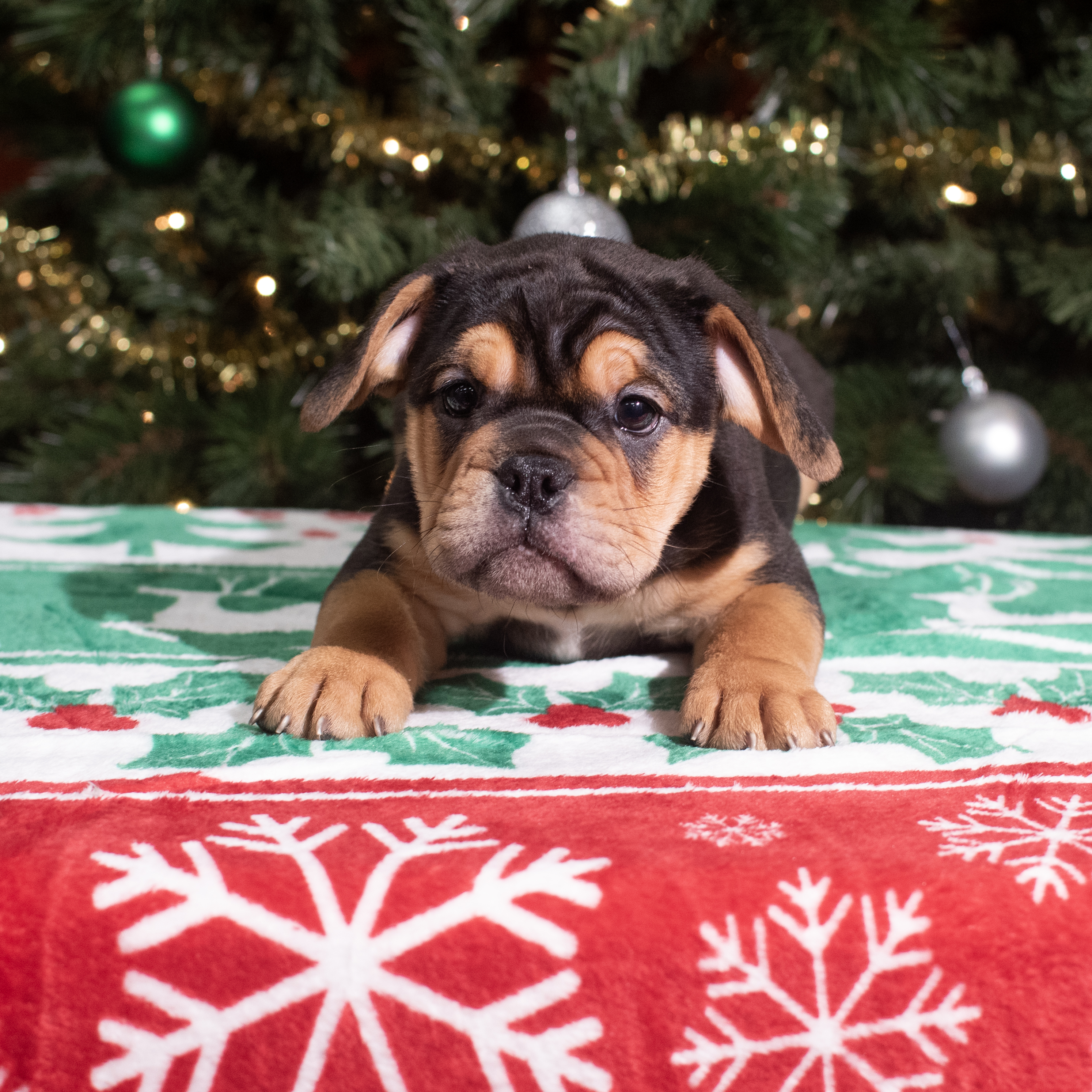 Bulldog Mini (F) 5584 Image #1