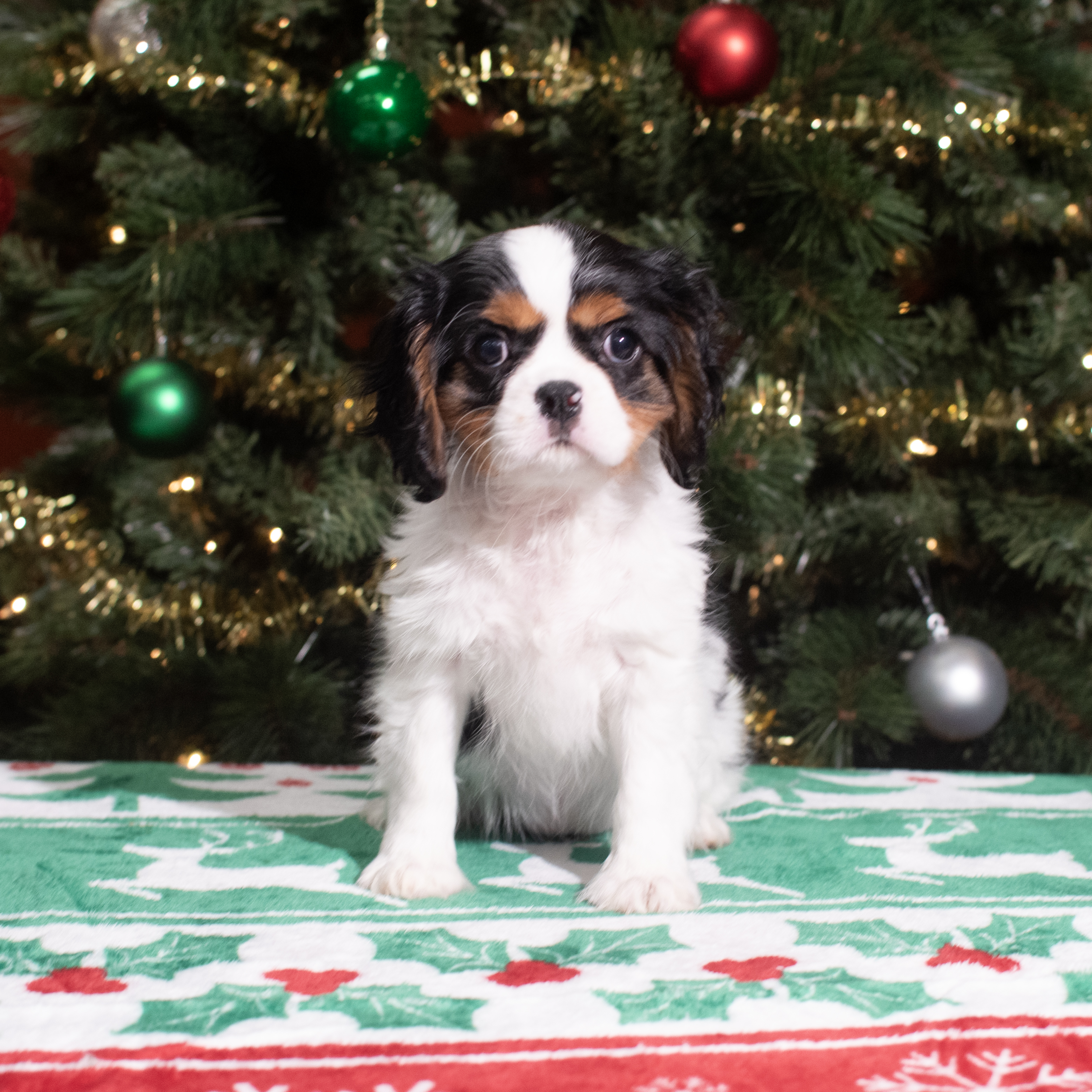 Cavalier King Charles Spaniel (F) 5592 Image #1