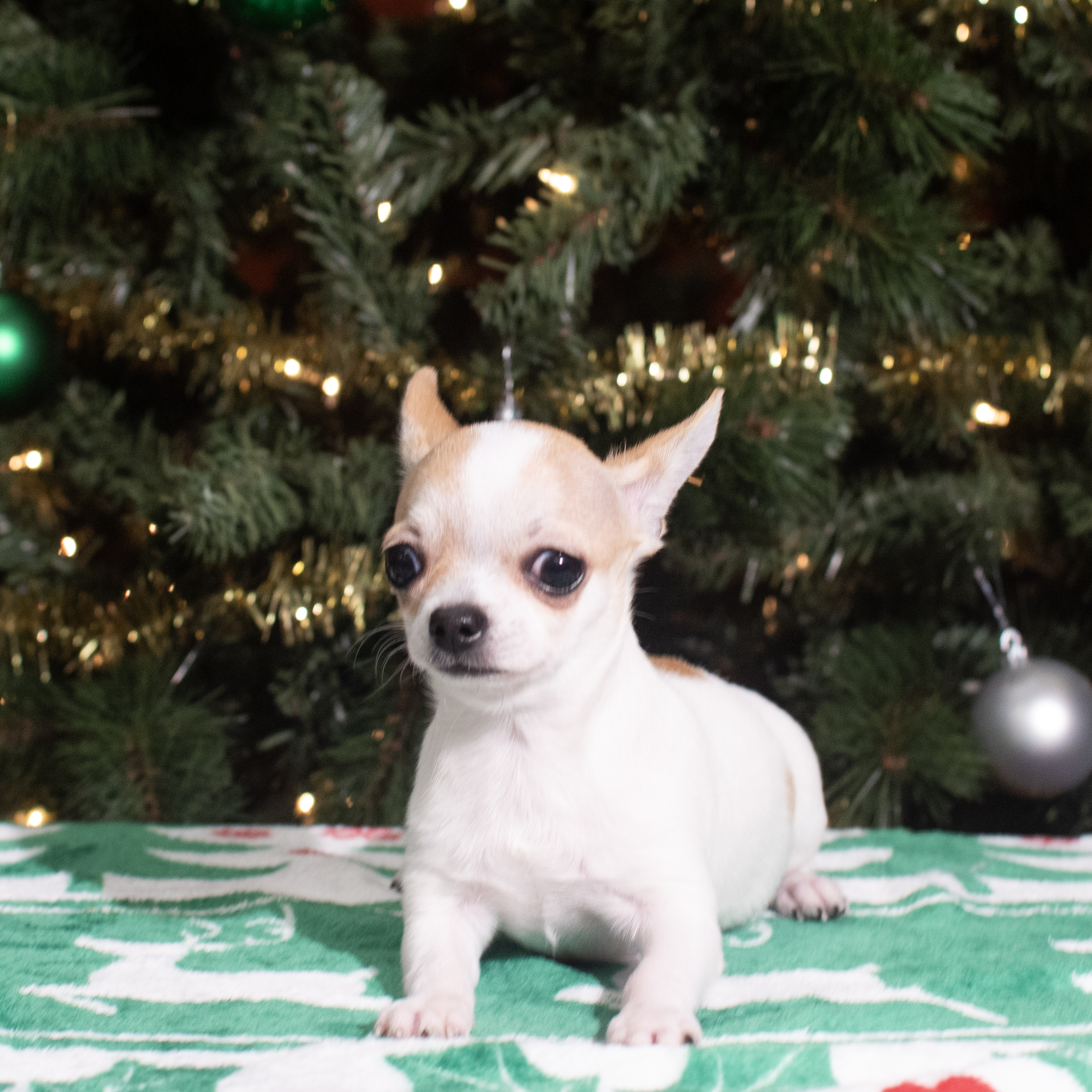 Chihuahua (M) 5593 Image #1