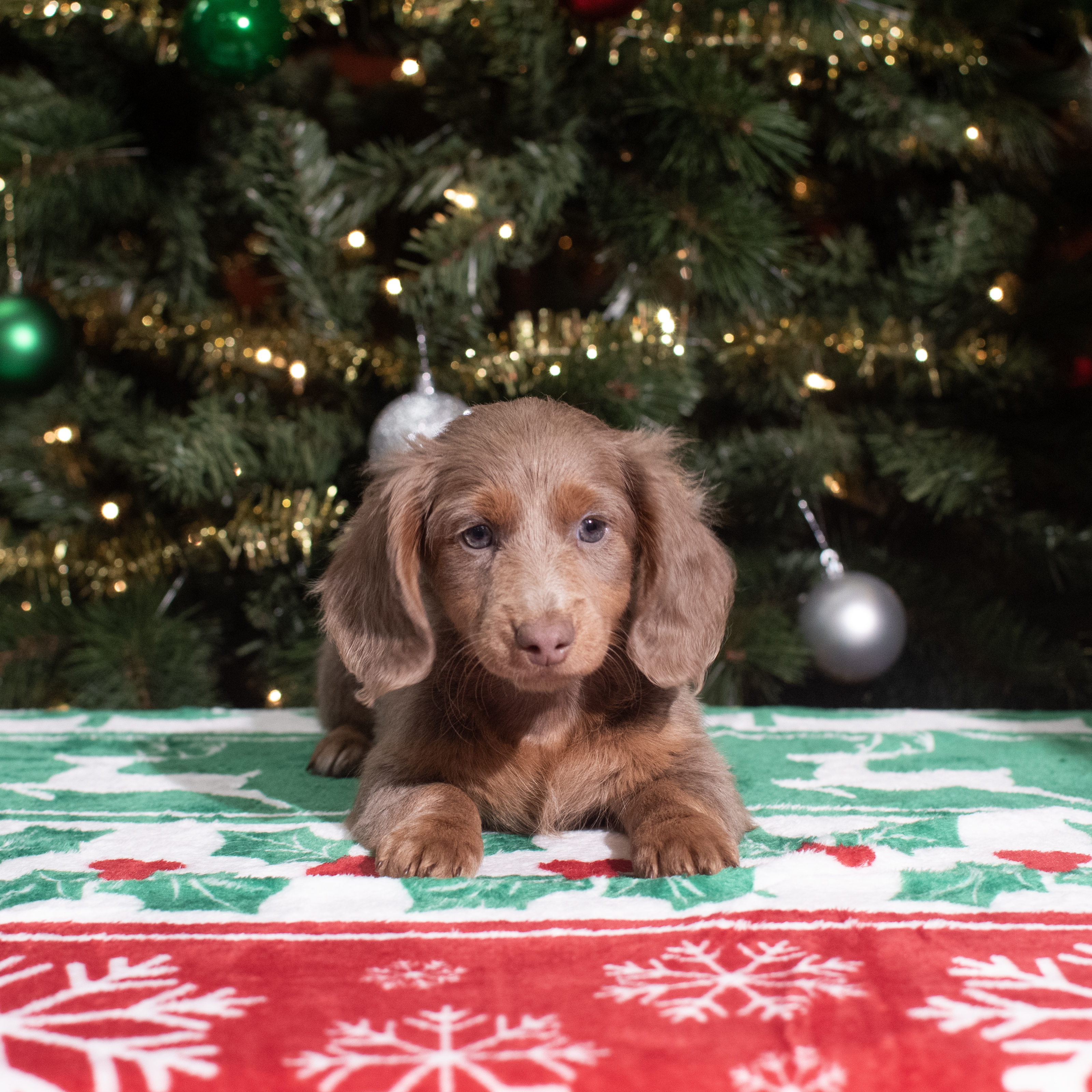 Dachshund (F) 5595 Image #1