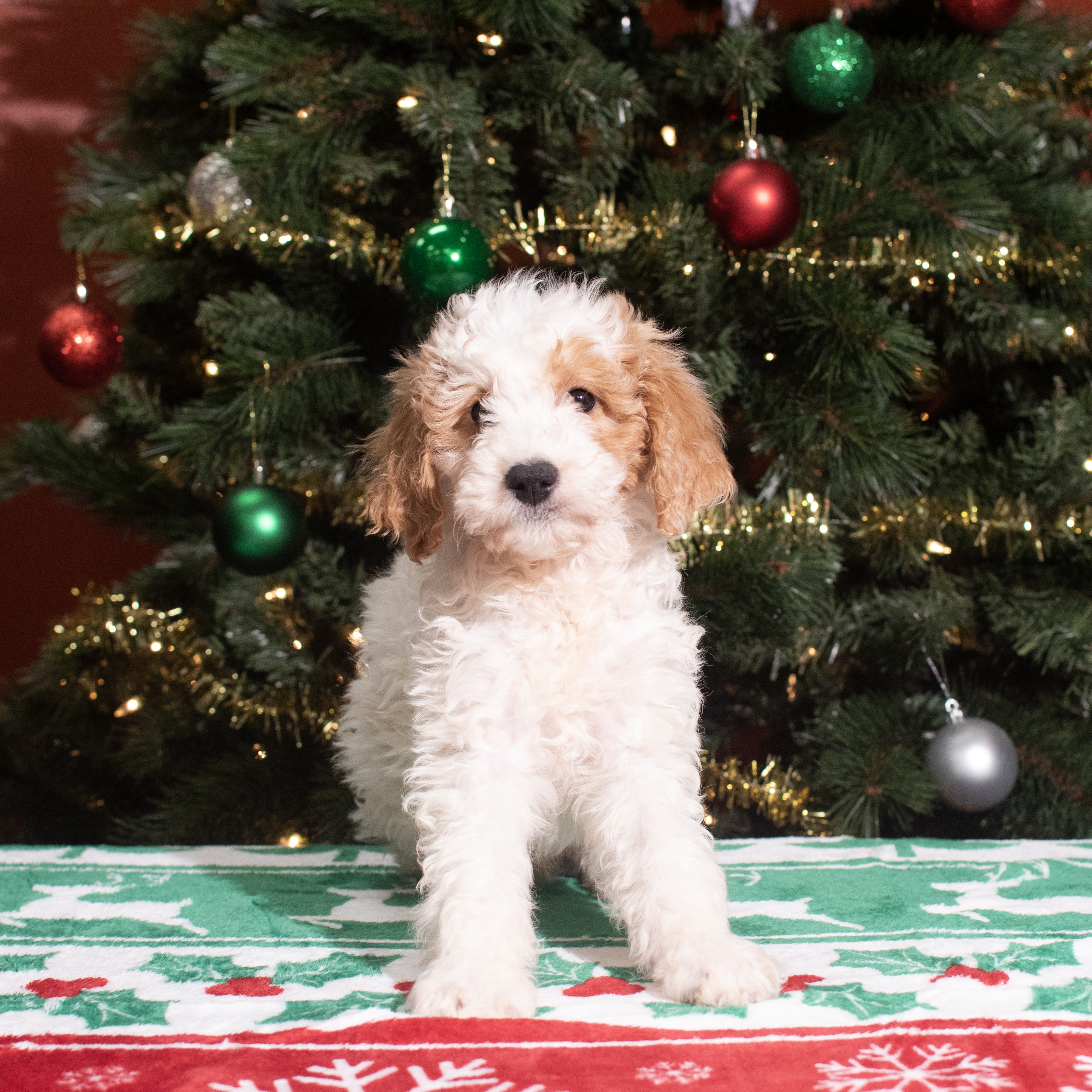 Goldendoodle Mini (M) 5597 Image #1