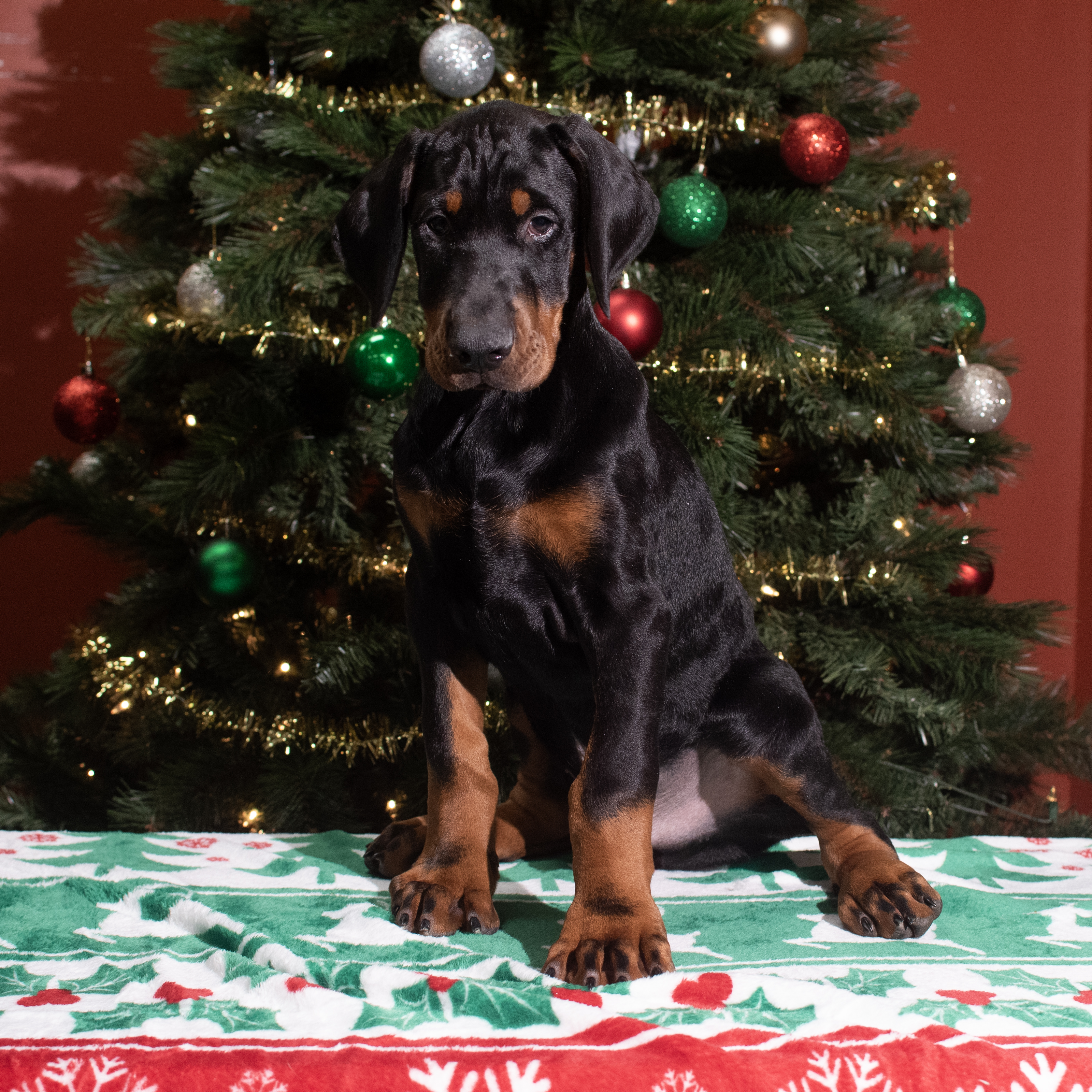 Doberman Pinscher (M) 5596 Image #1