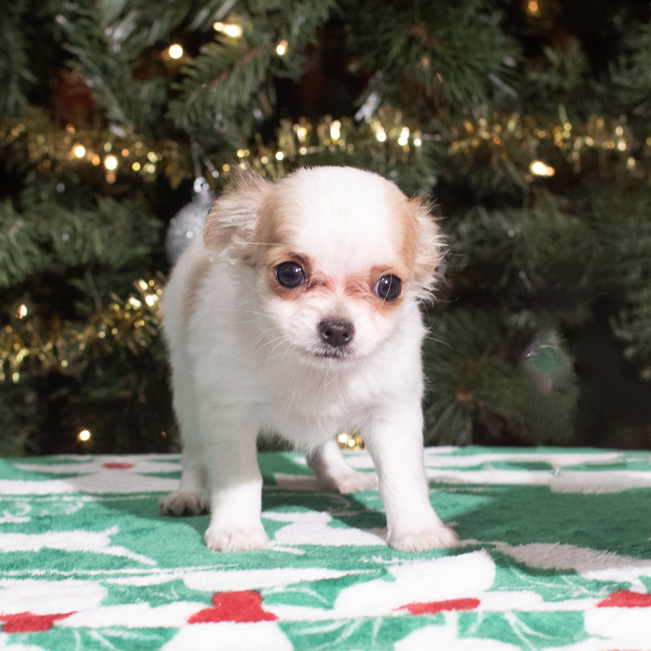 Chihuahua (M) 5599 Image #1