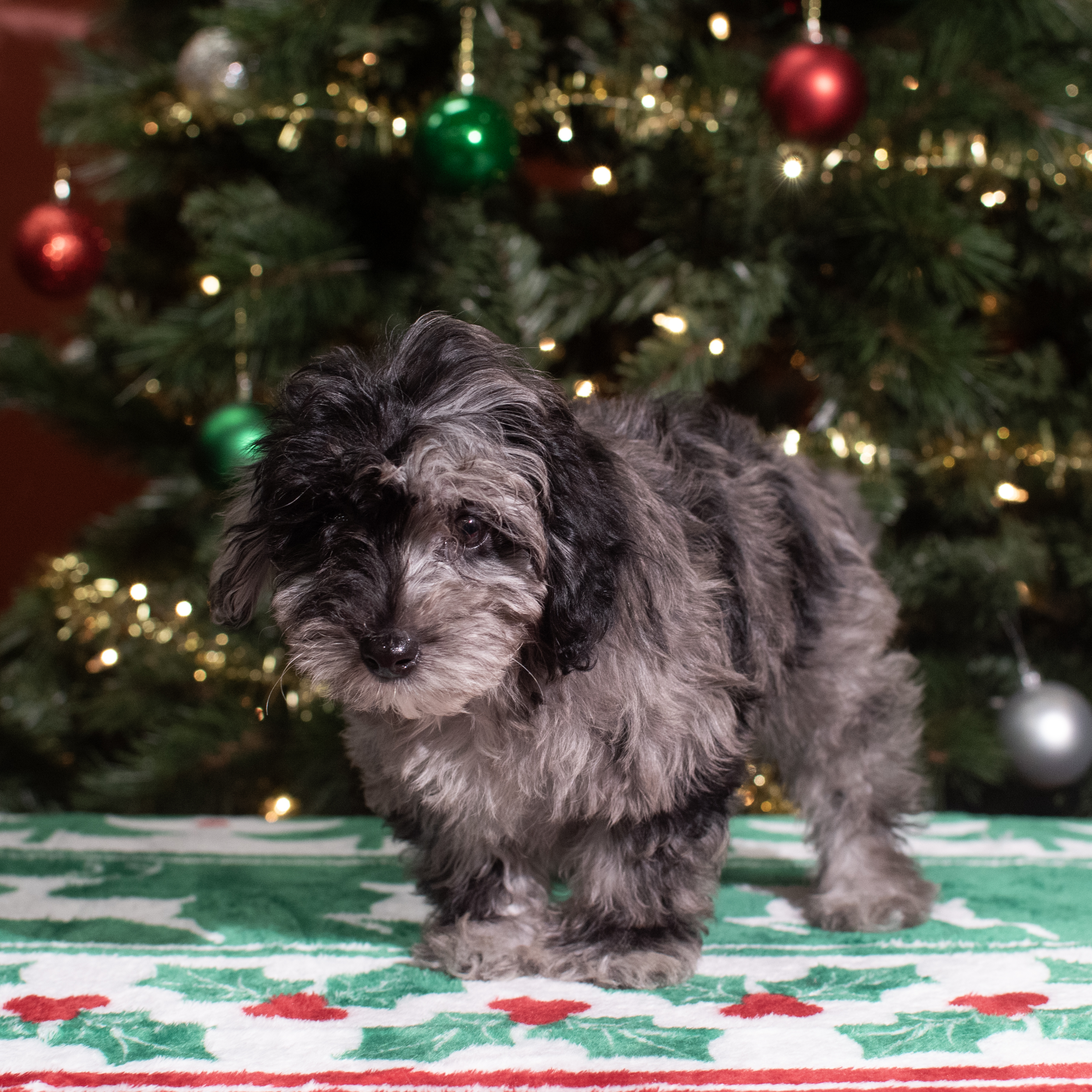 Havapoo (M) 5600 Image #1