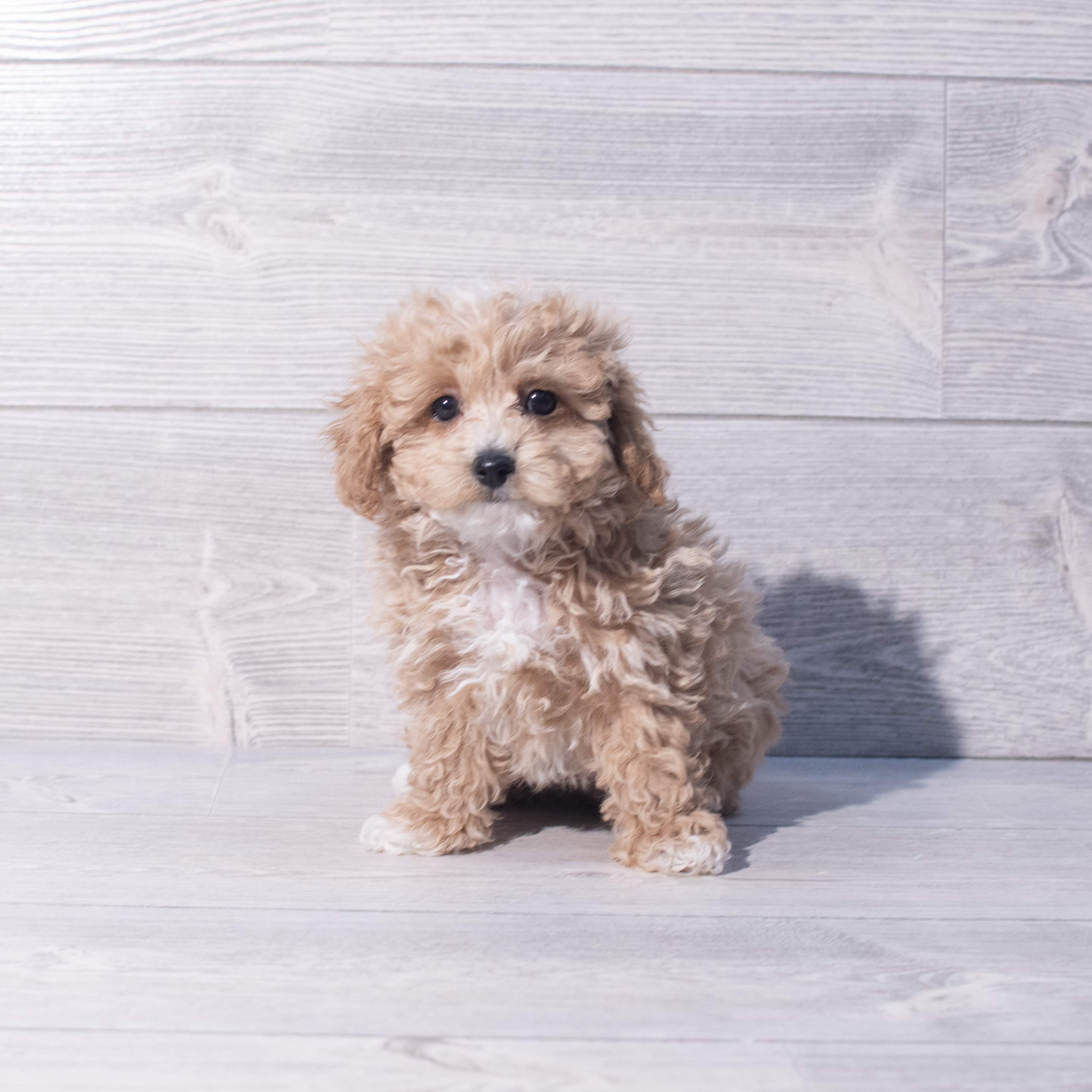 Poochon (F) 2094 Image #1