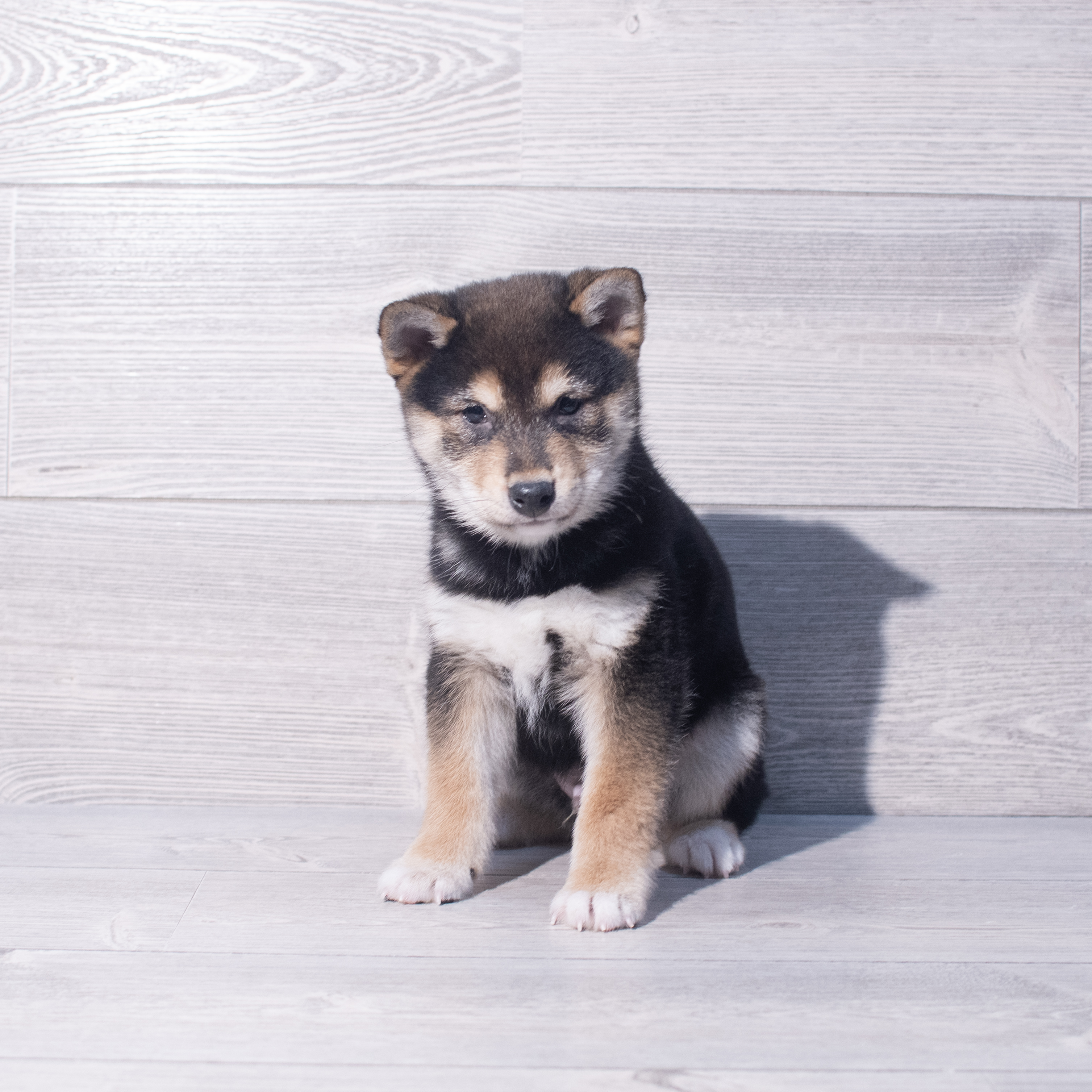 Shiba Inu (M) 2096 Image #1