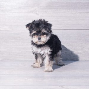 Morkie (F) 2097