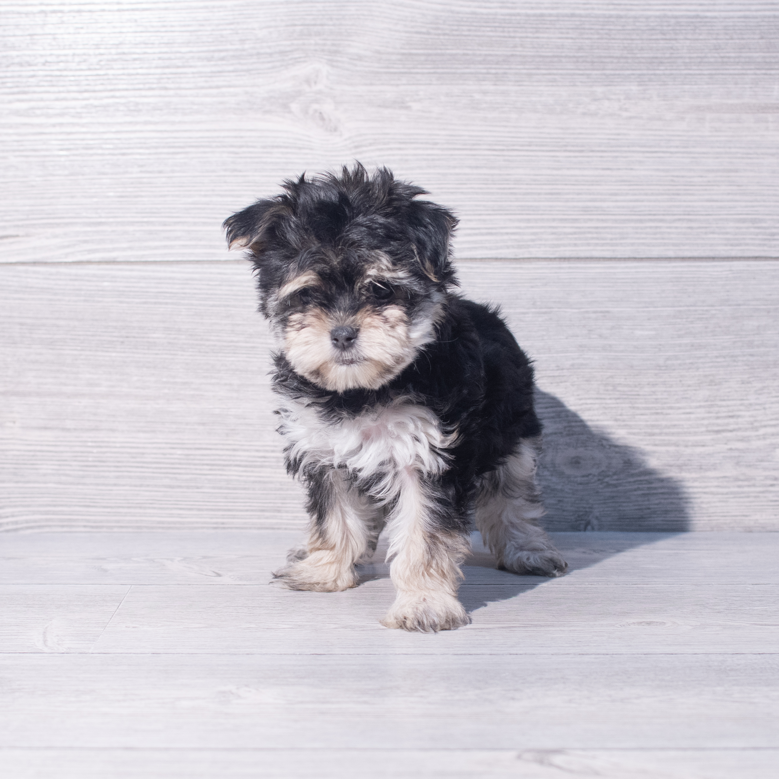 Morkie (F) 2097 Image #1