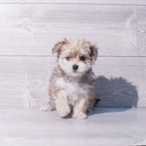 Morkie (F) 2098