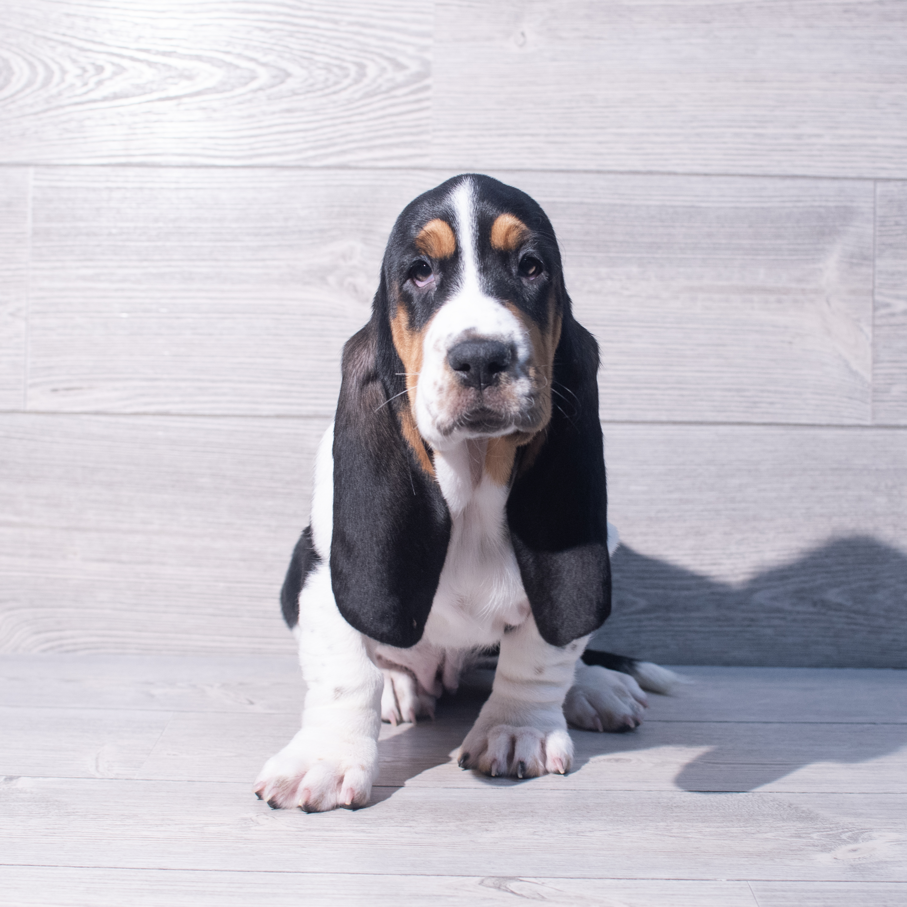 Basset Hound (F) 2090 Image #1