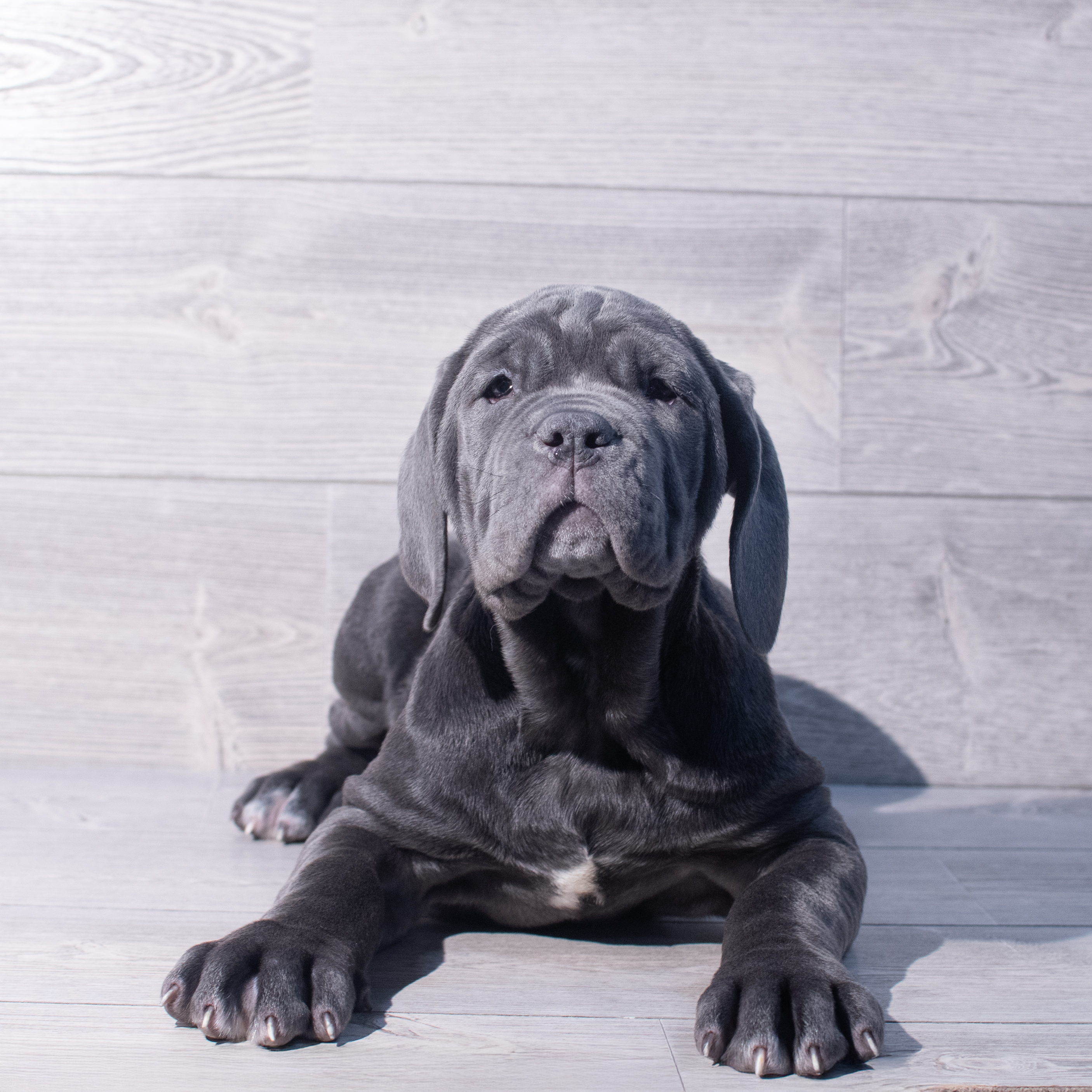 Neapolitan Mastiff (F) 2093 Image #1