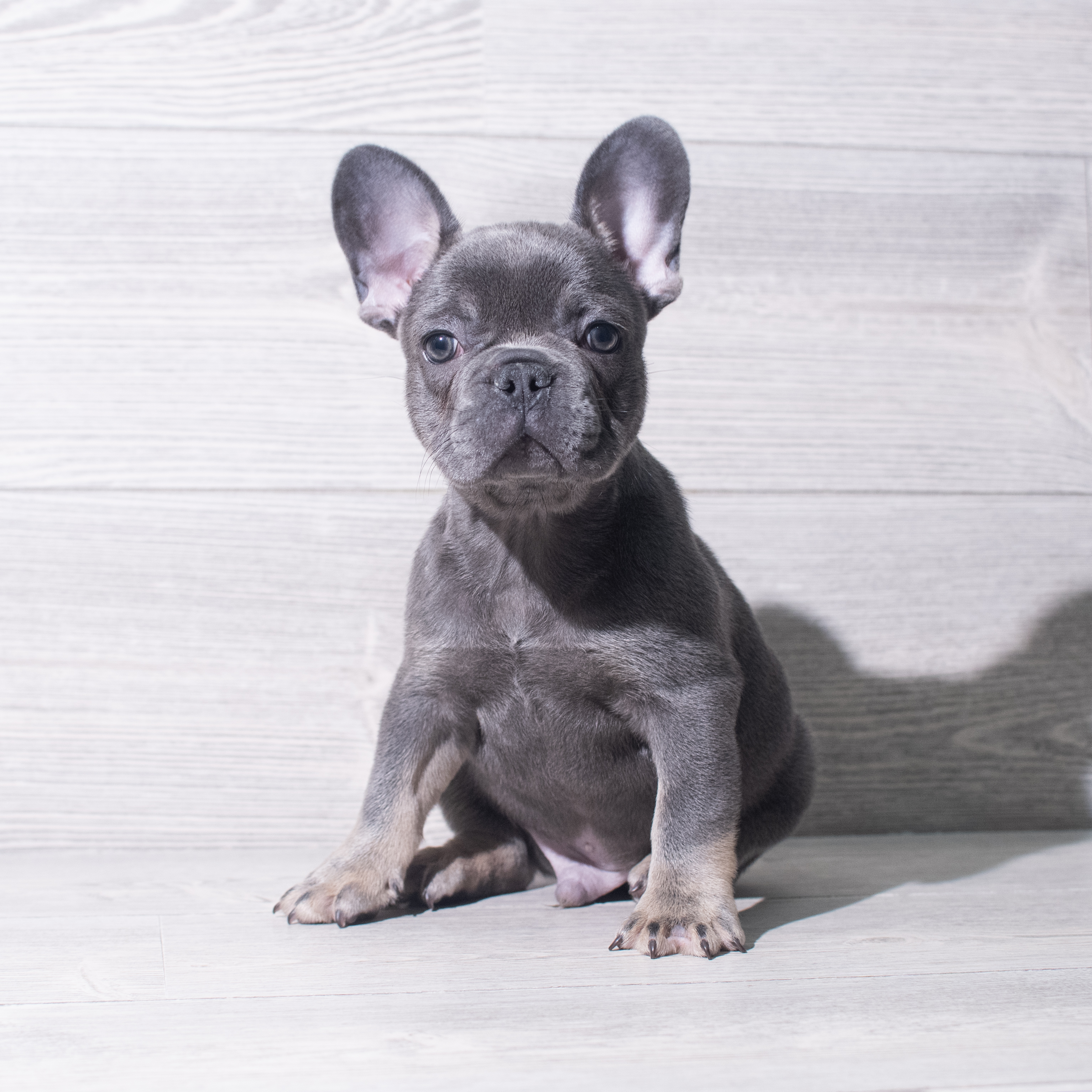 French Bulldog (M) 5517 Image #1