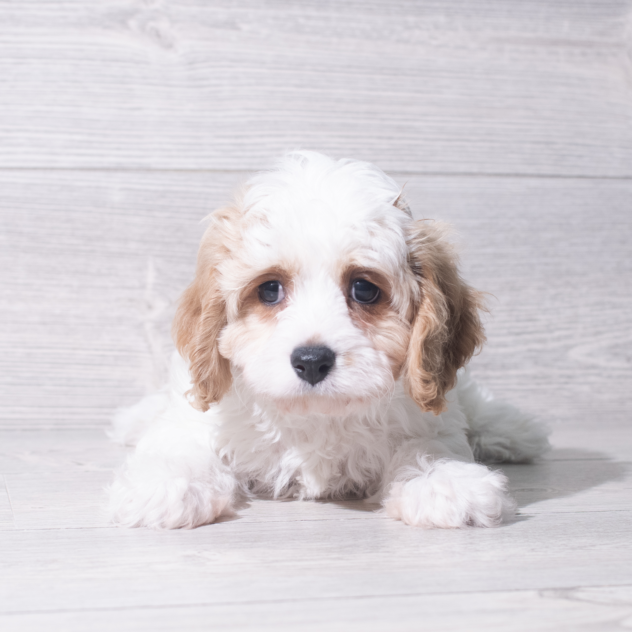 Cavachon (M) 5525 Image #1