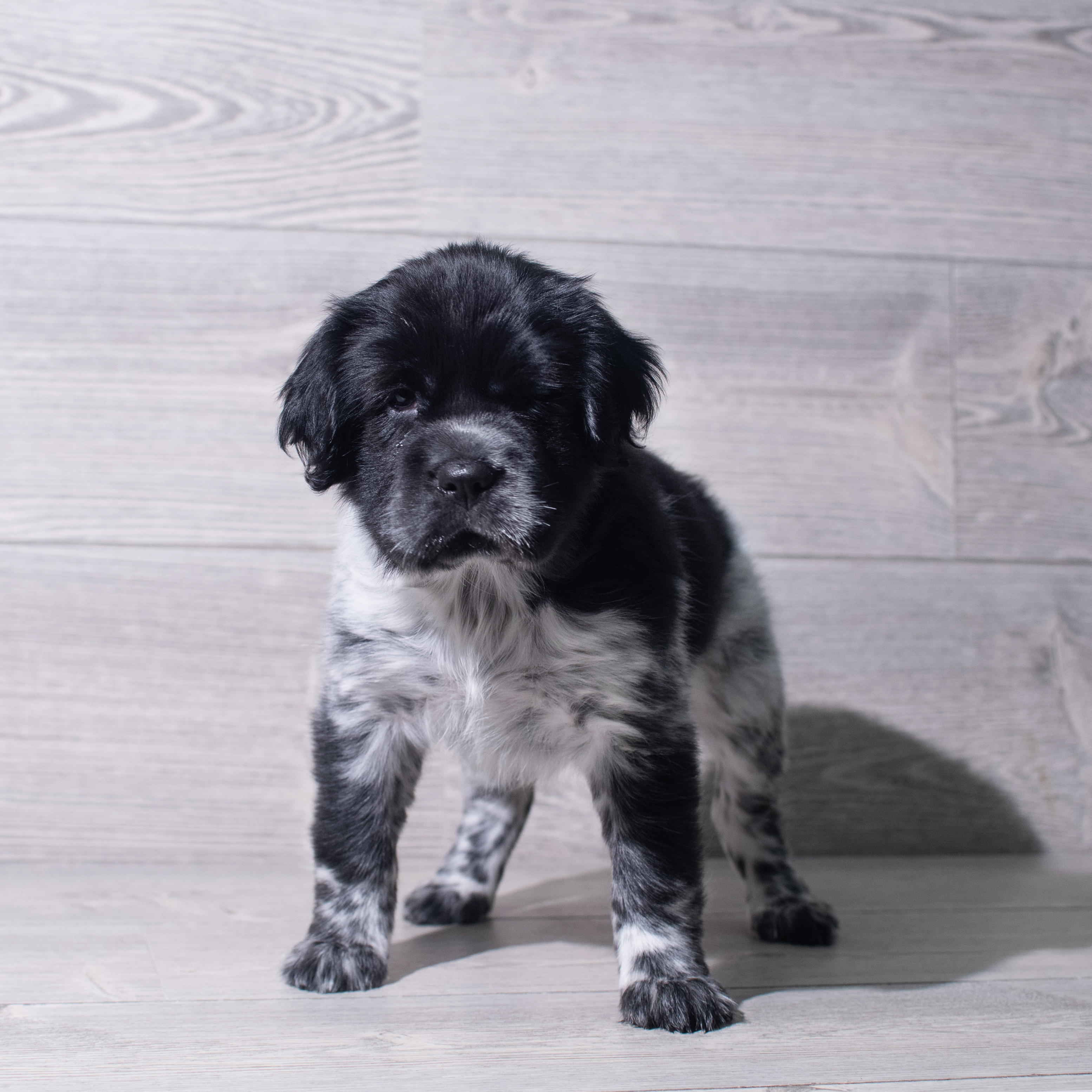 Hippo Mini (F) 5523 Image #1