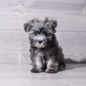 Havanese (M) 5526