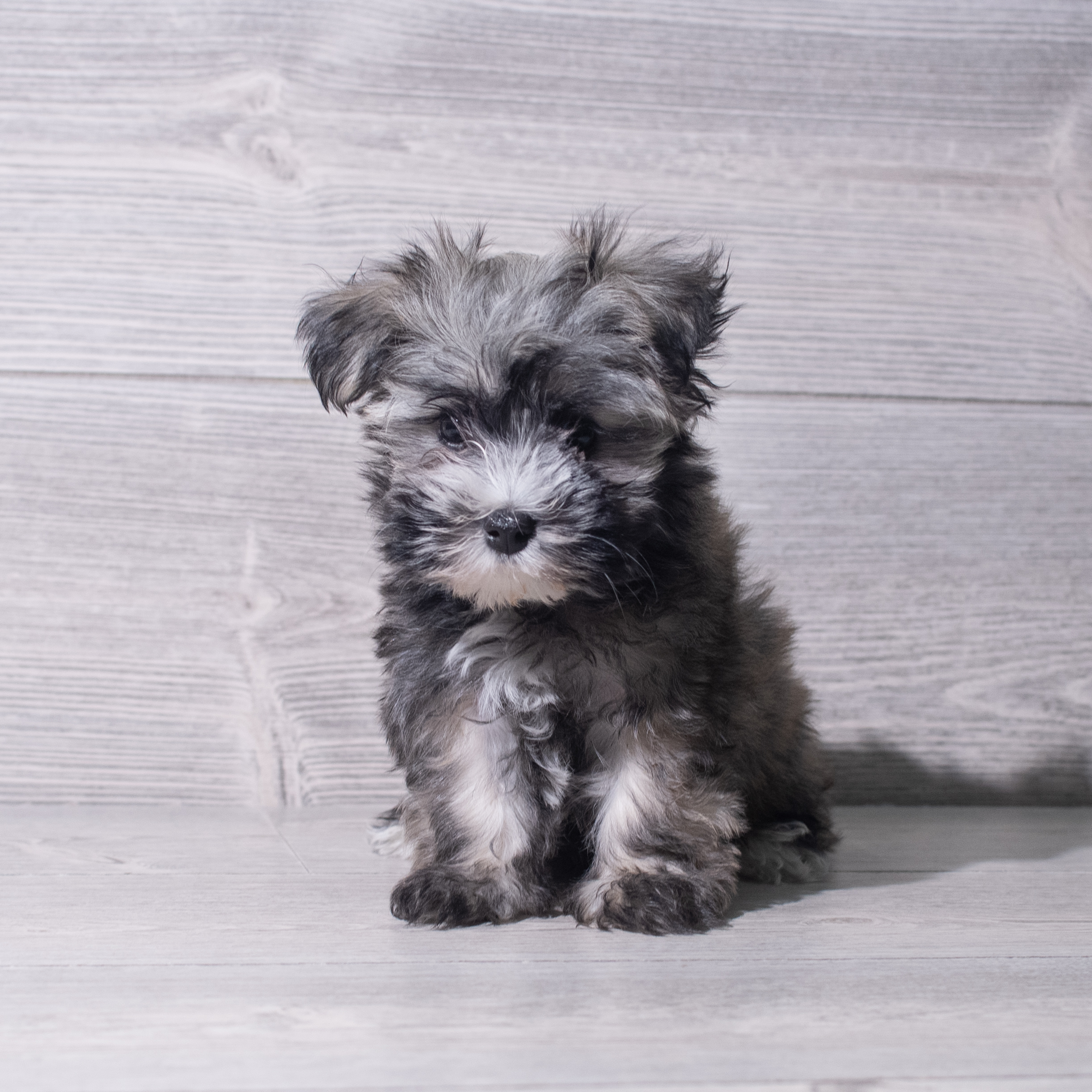 Havanese (M) 5526 Image #1