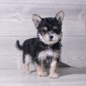 Morkie (F) 5527