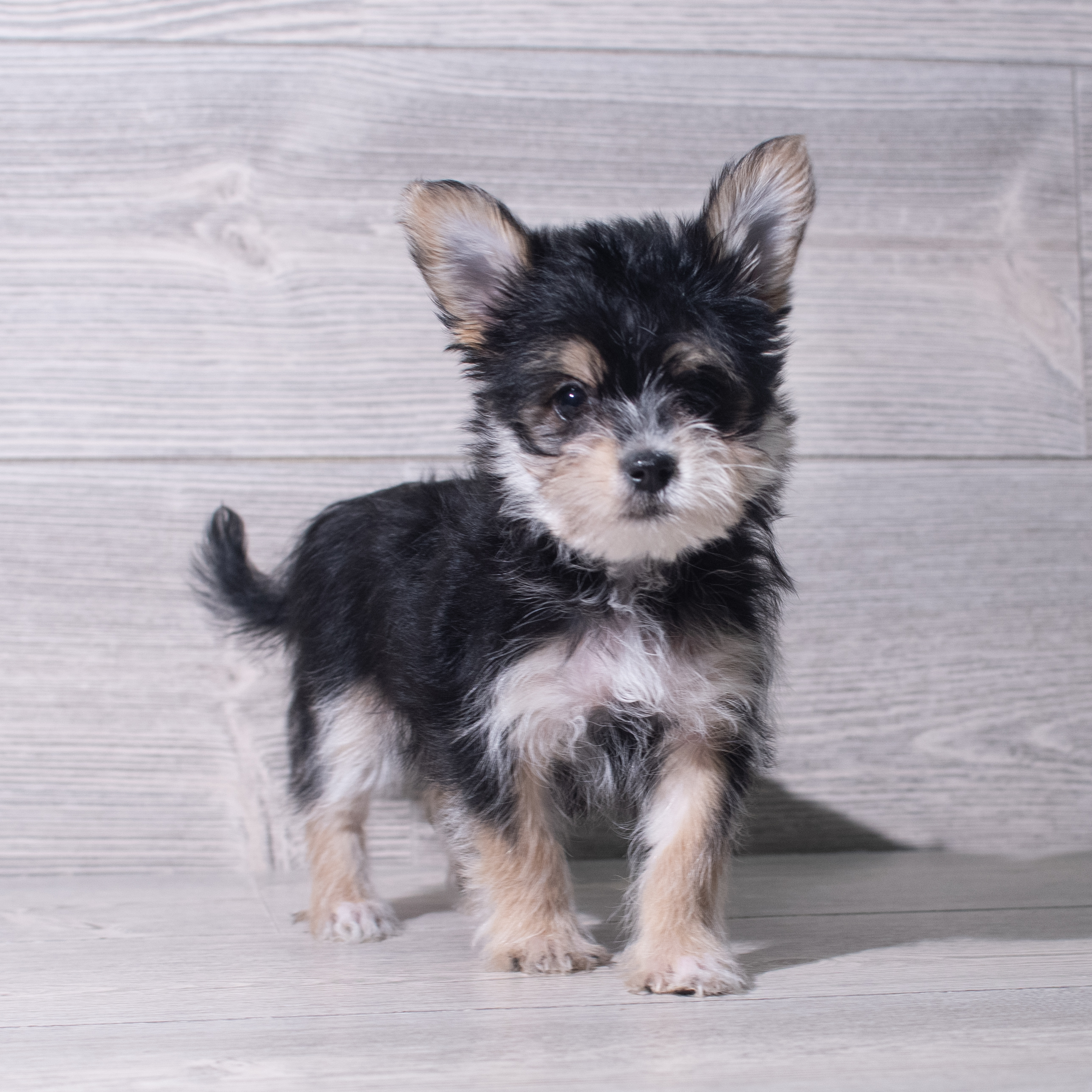 Morkie (F) 5527 Image #1