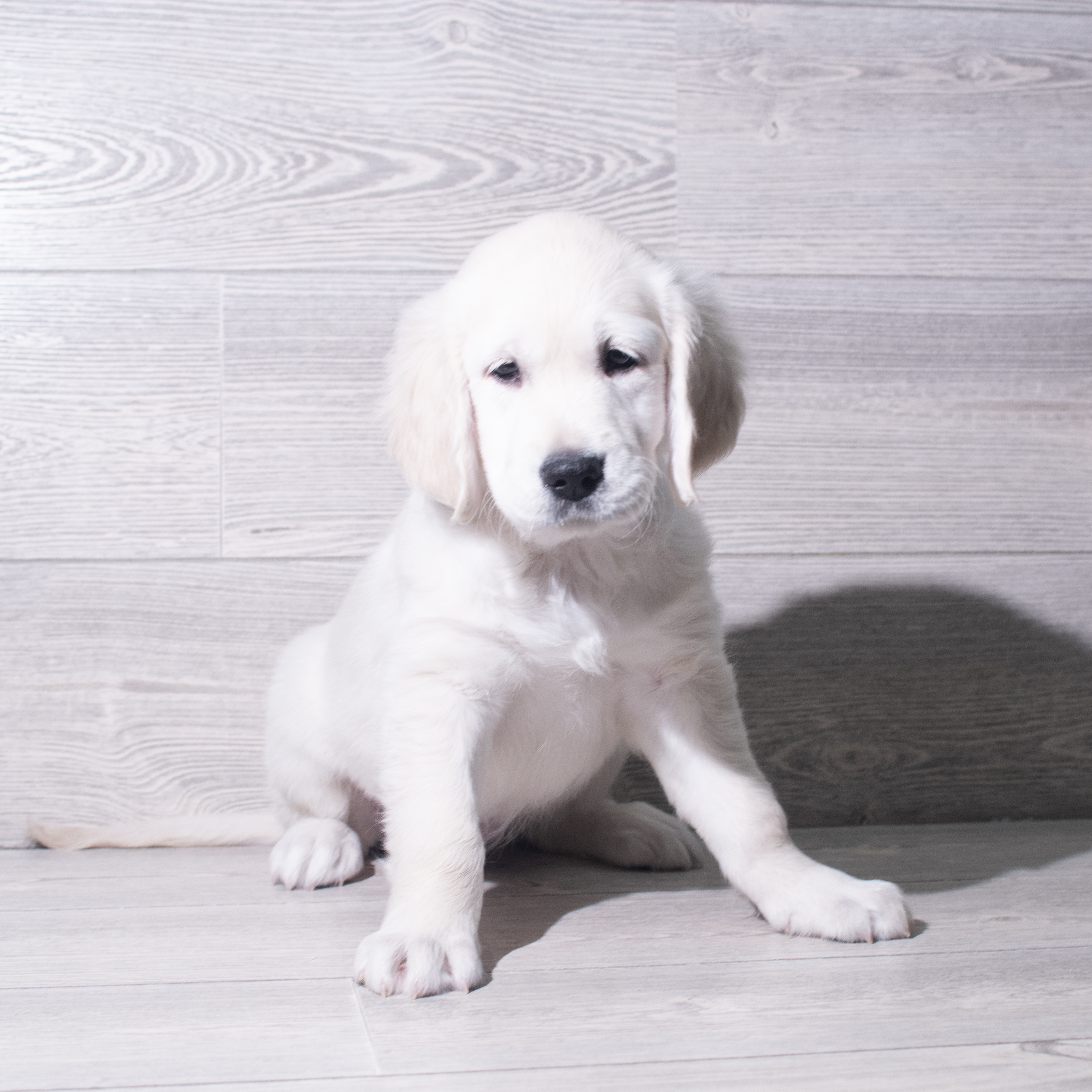 Golden Retriever (F) 5518 Image #1