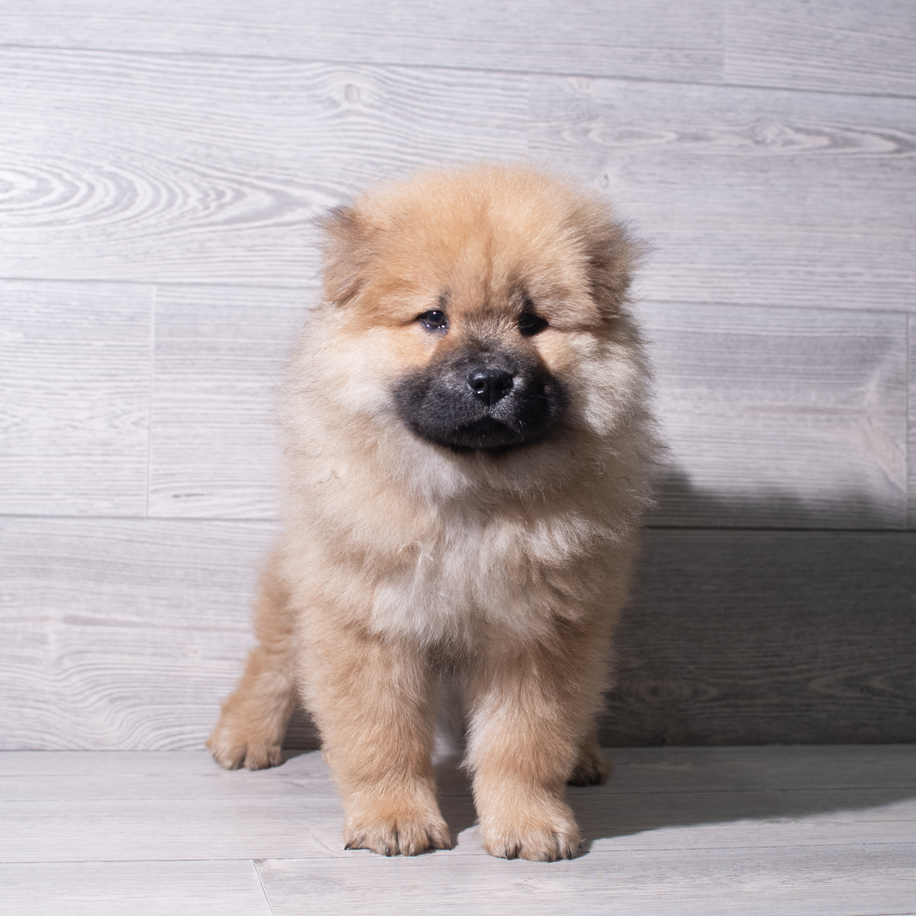 Chow Chow (M) 5516 Image #1