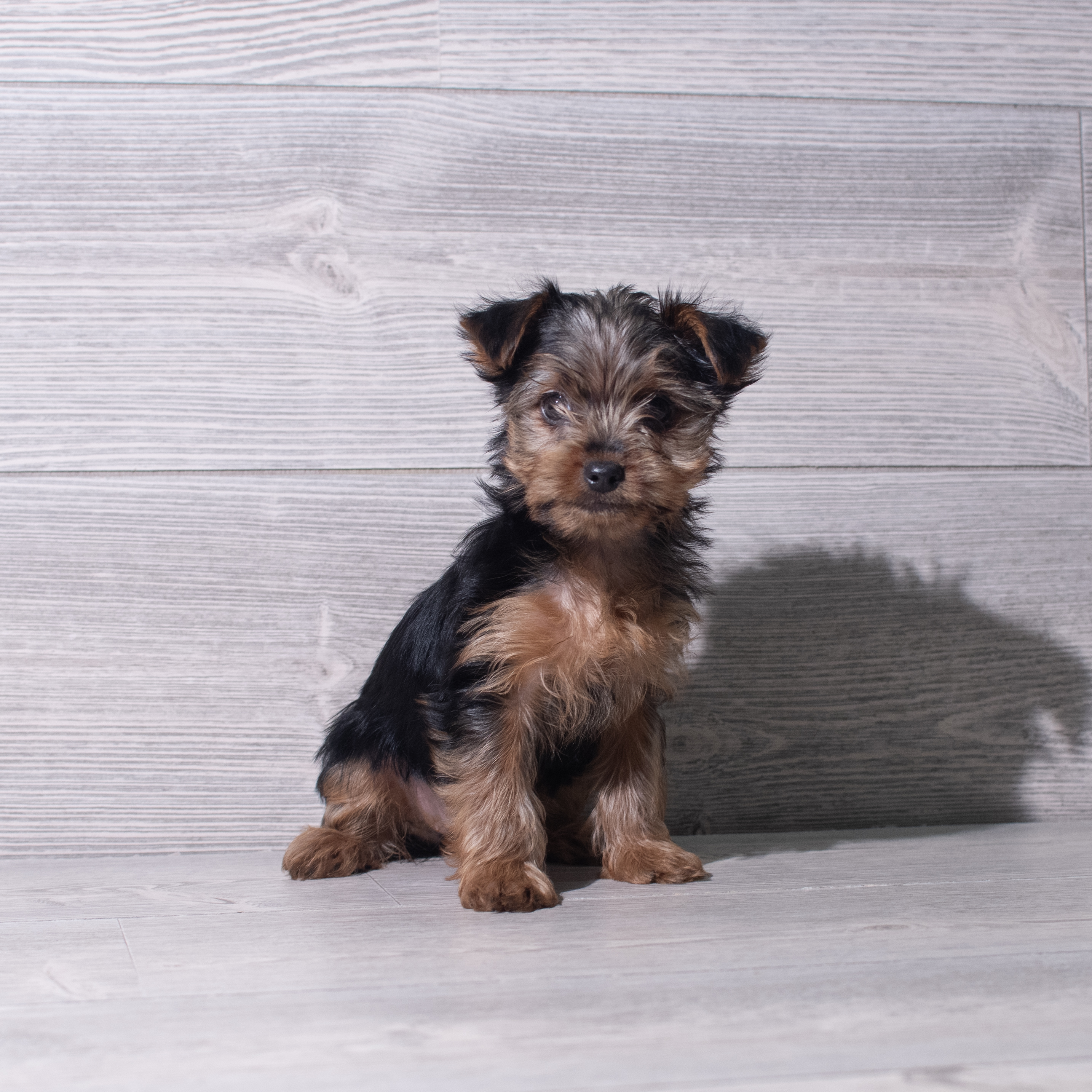Morkie (F) 5519 Image #1