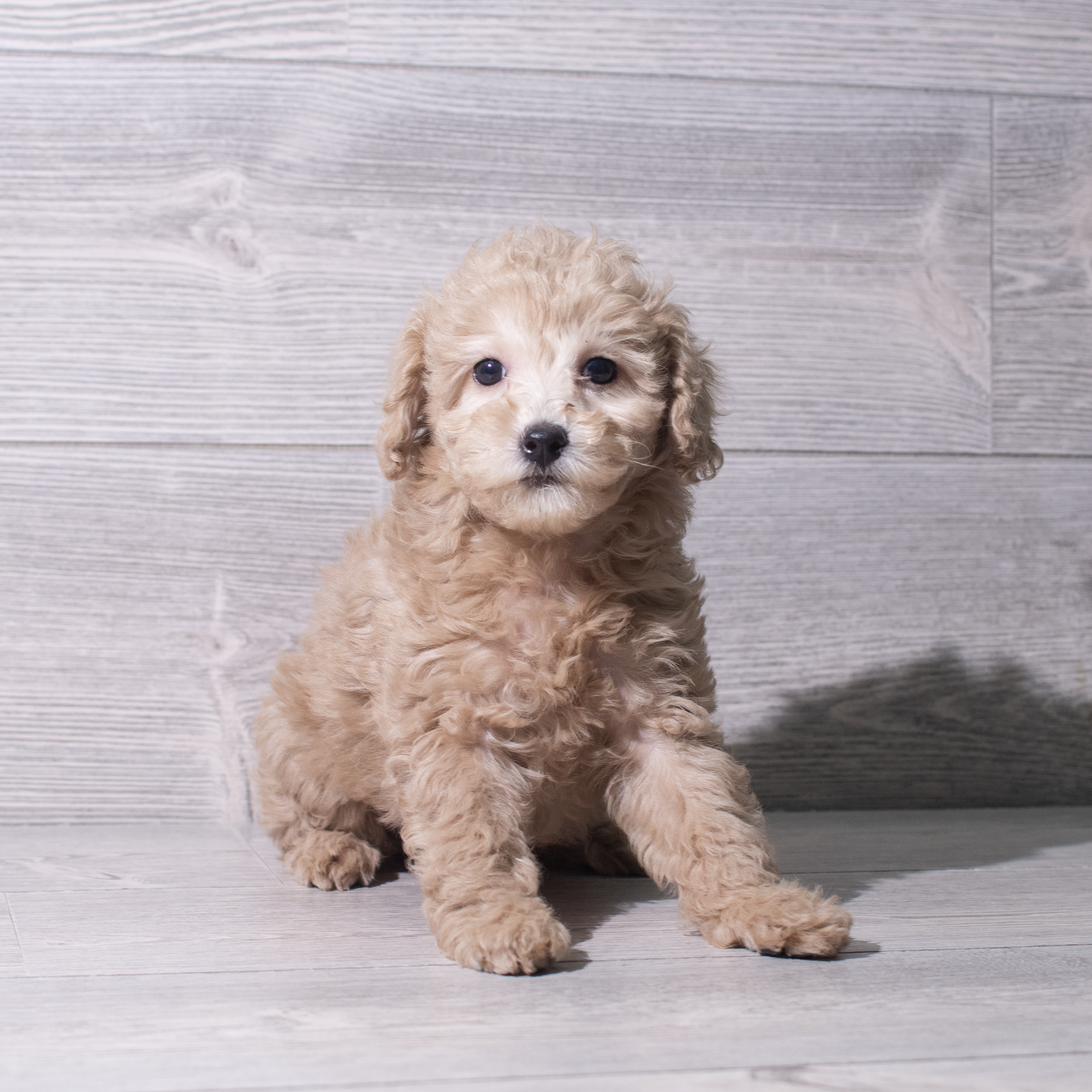 Poochon (F) 5522 Image #1