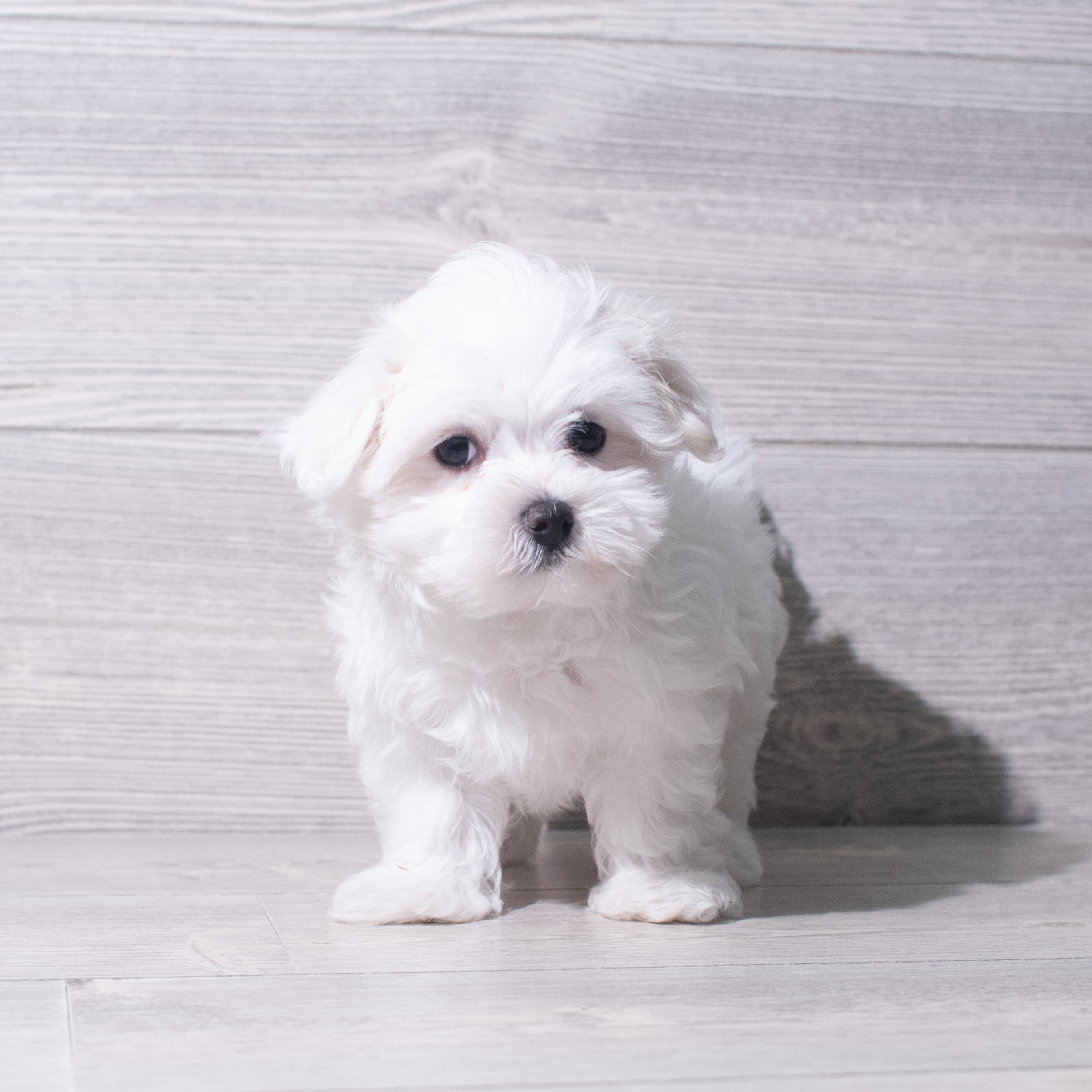 Maltese (M) 5524 Image #1