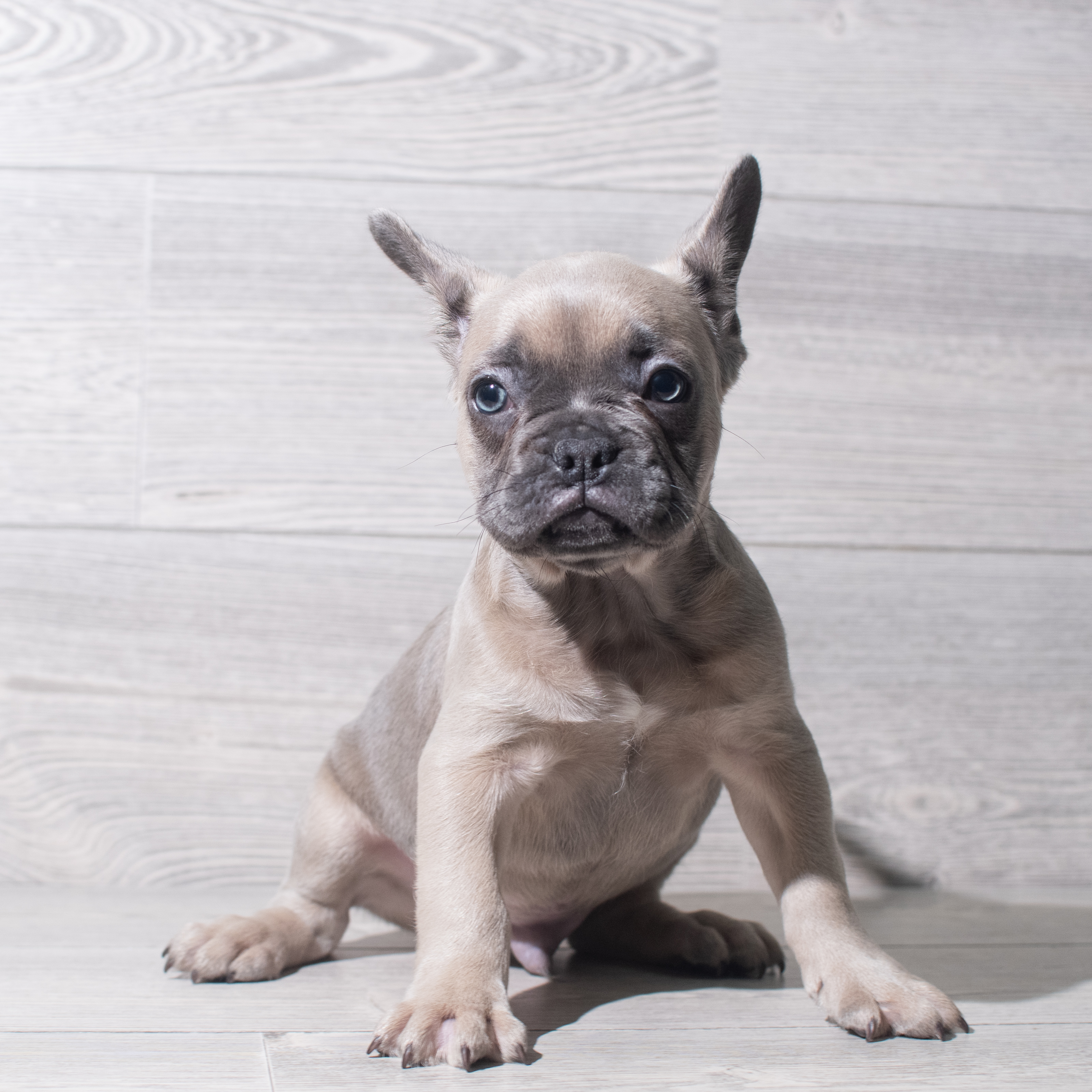 French Bulldog (M) 5505 Image #1