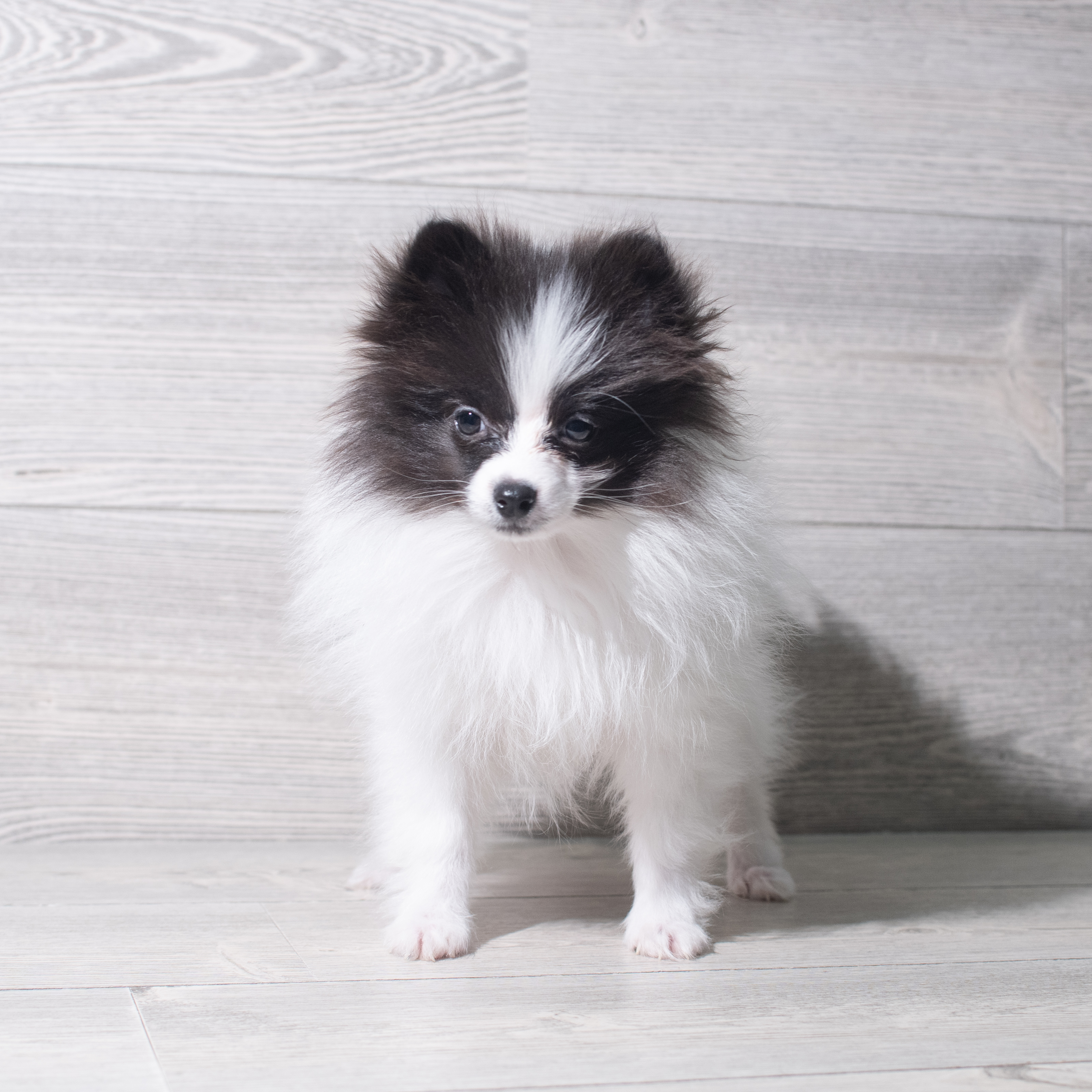 Pomeranian (M) 5492 Image #1
