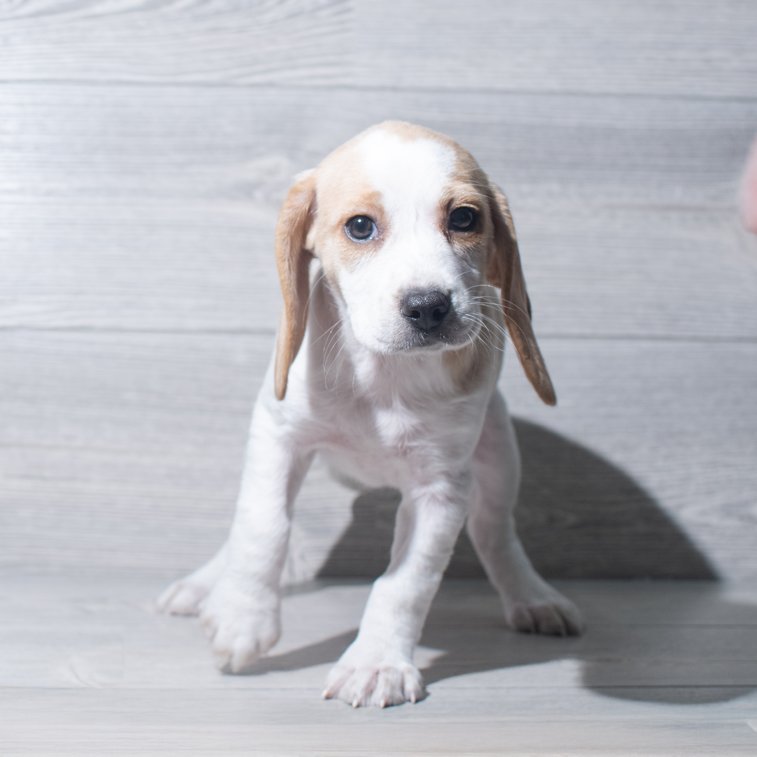 Beagle (F) 5529 Image #1