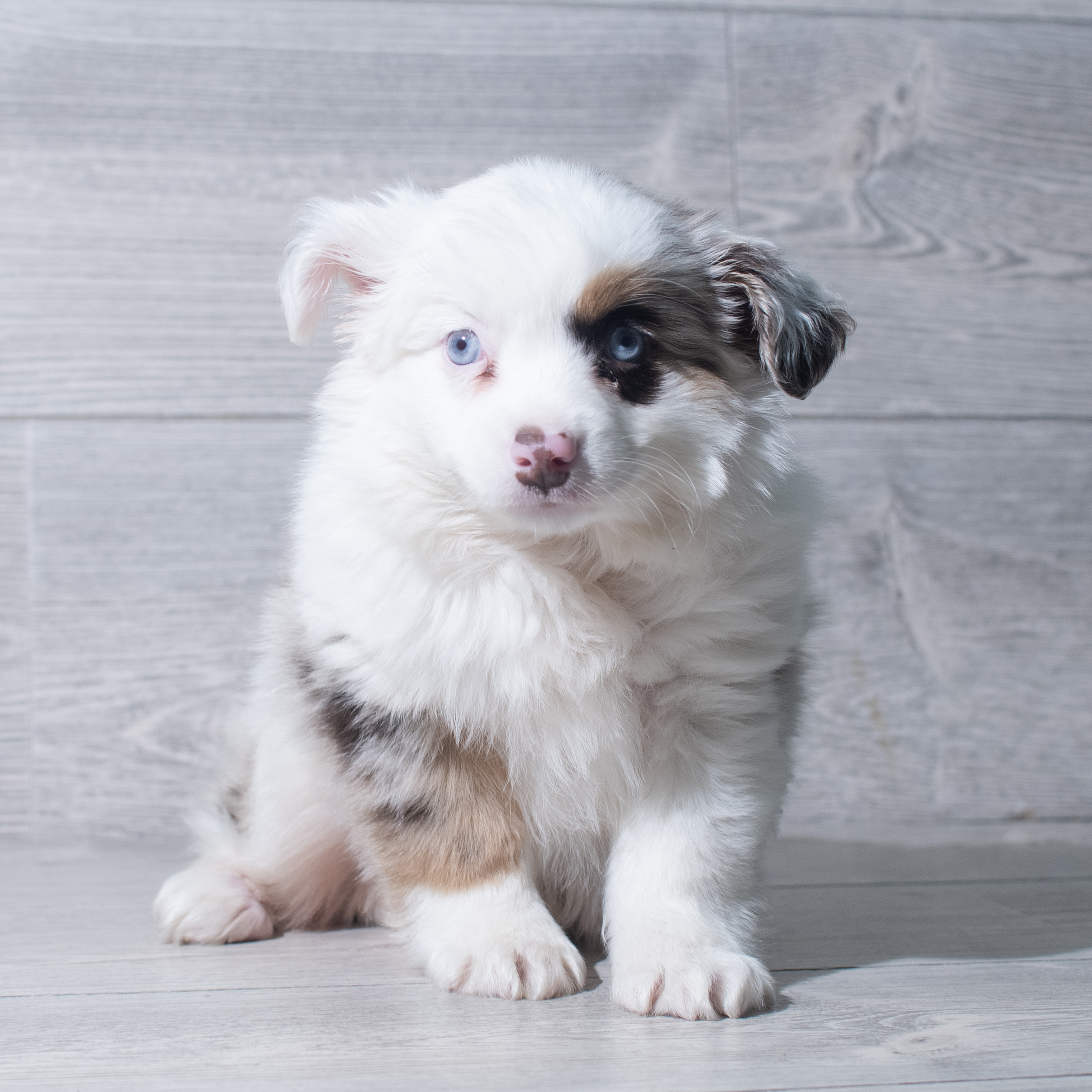 Miniature American Shepherd (M) 5531 Image #1