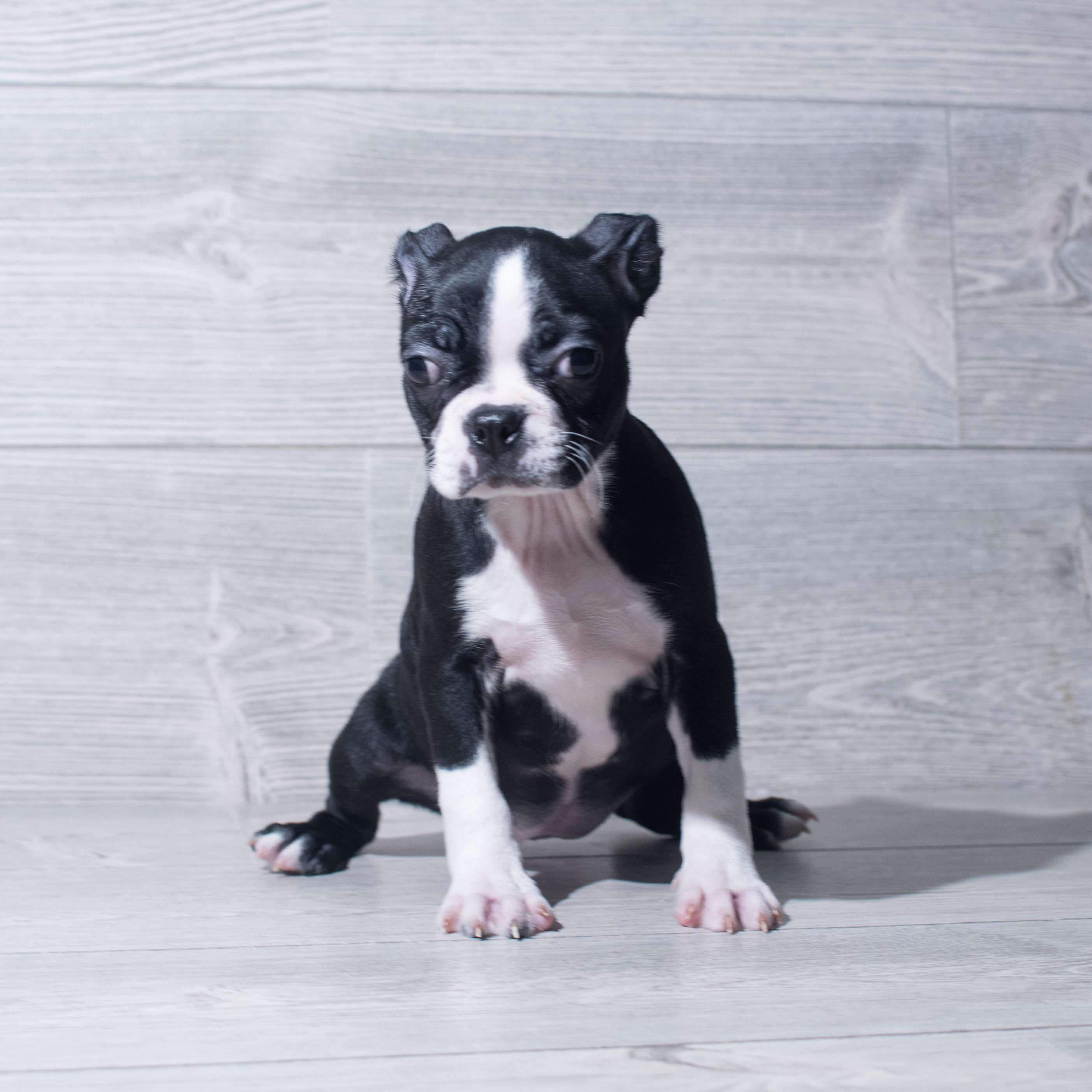 Boston Terrier (F) 5528 Image #1