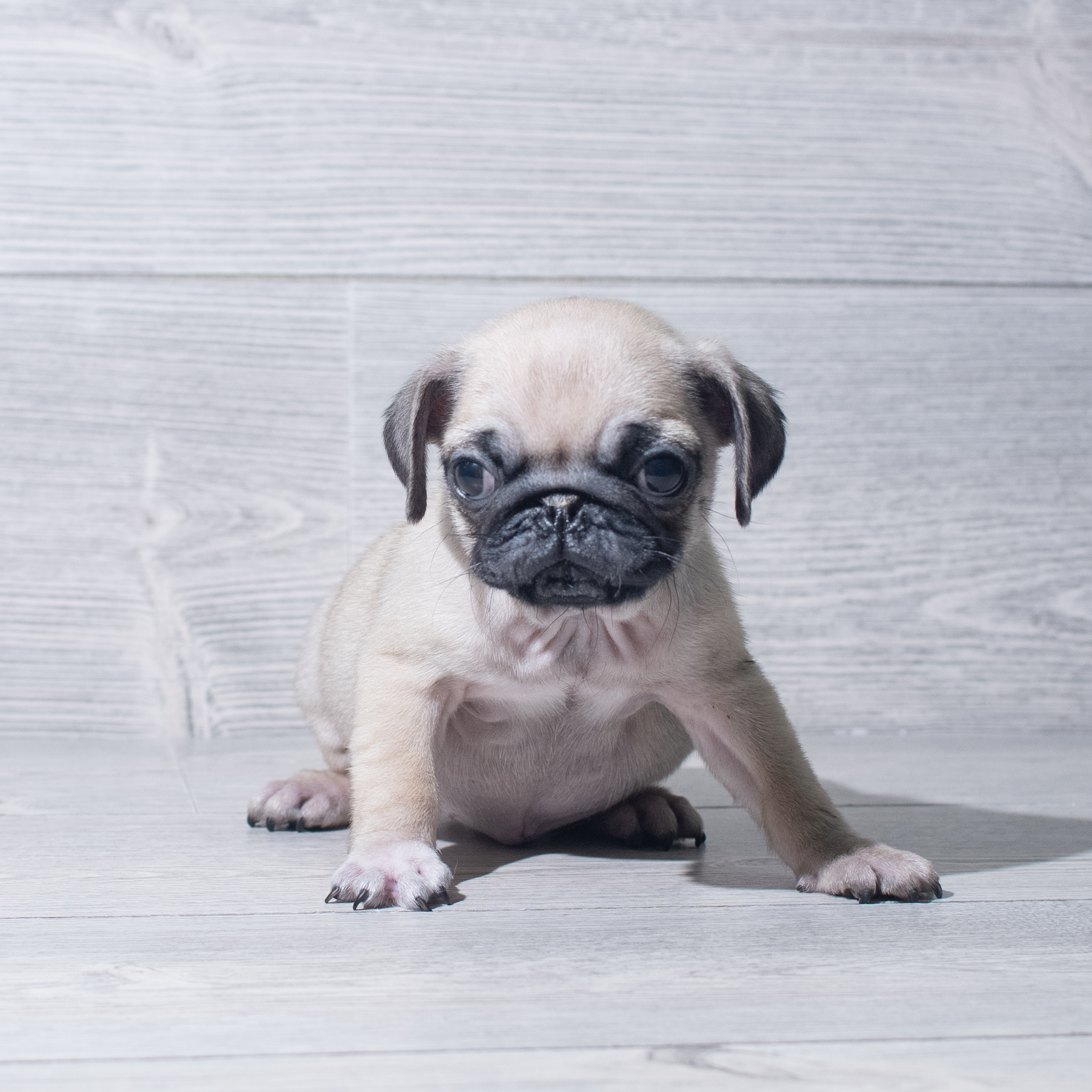 Pug (F) 5534 Image #1