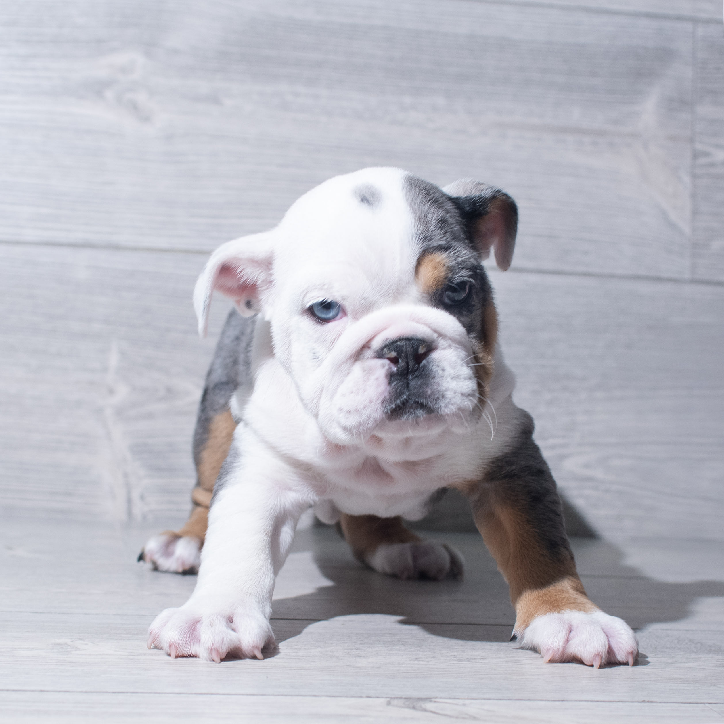 English Bulldog (F) 5536 Image #1