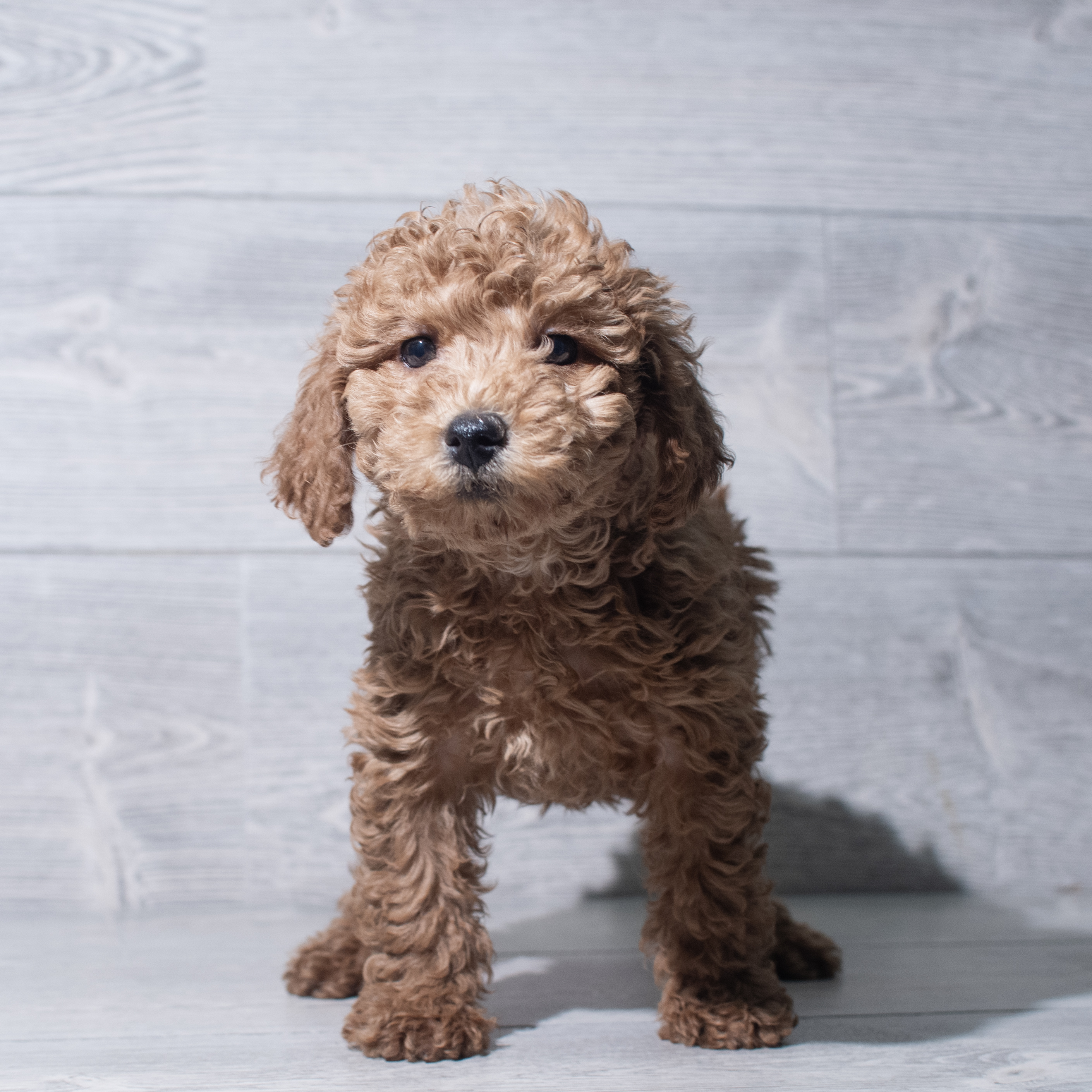 Poodle Mini (F) 5535 Image #1