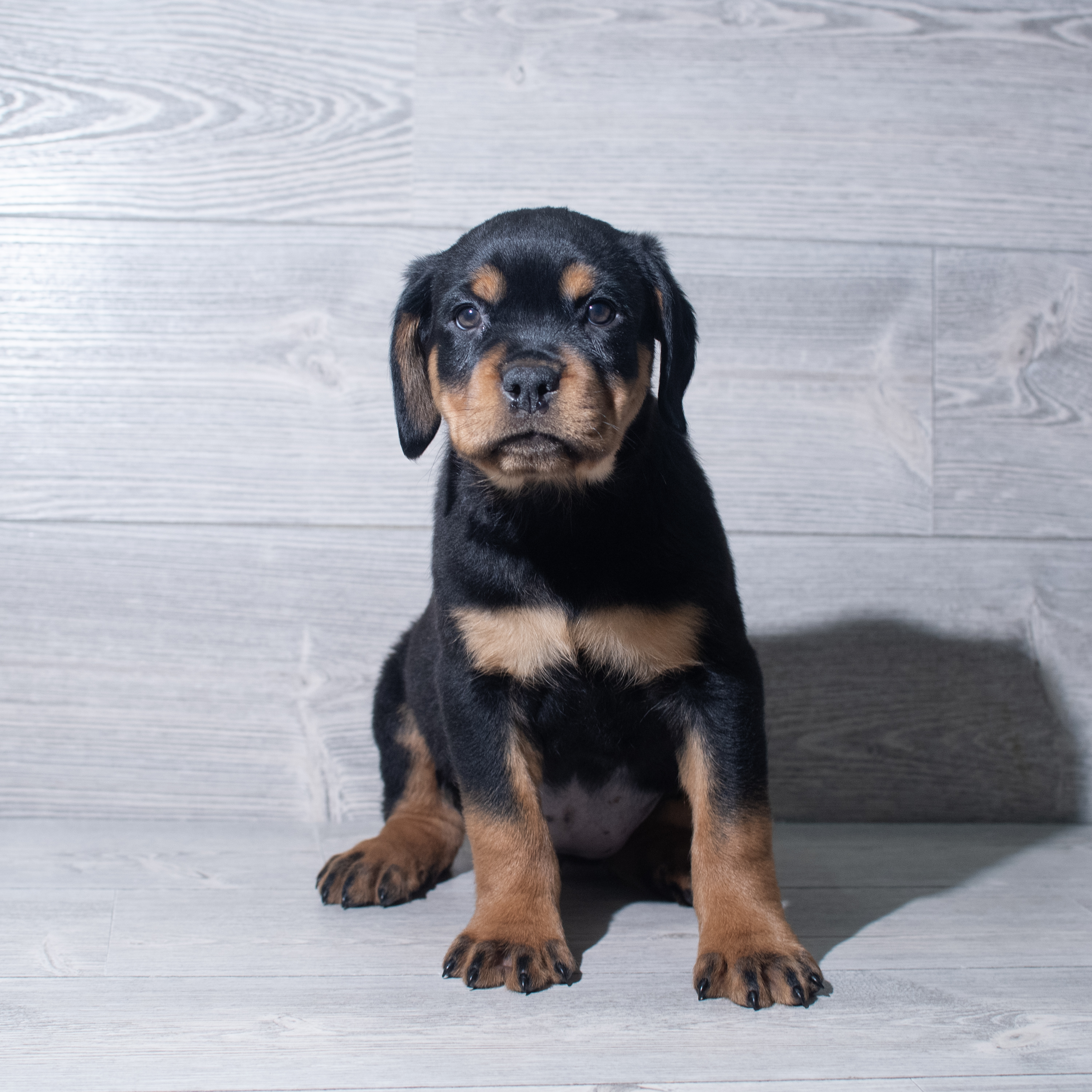 Rottweiler (F) 5533 Image #1
