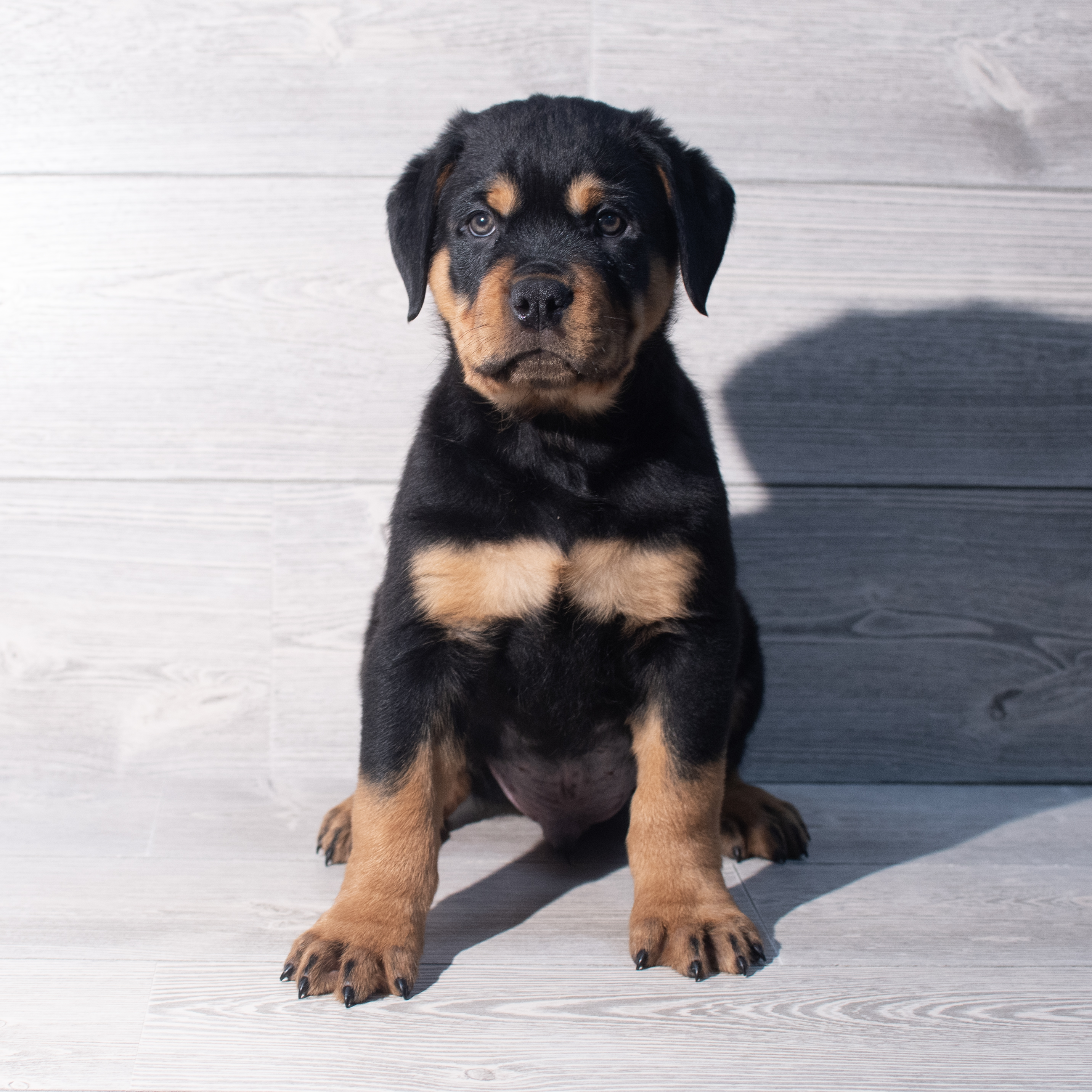 Rottweiler (M) 2101 Image #1