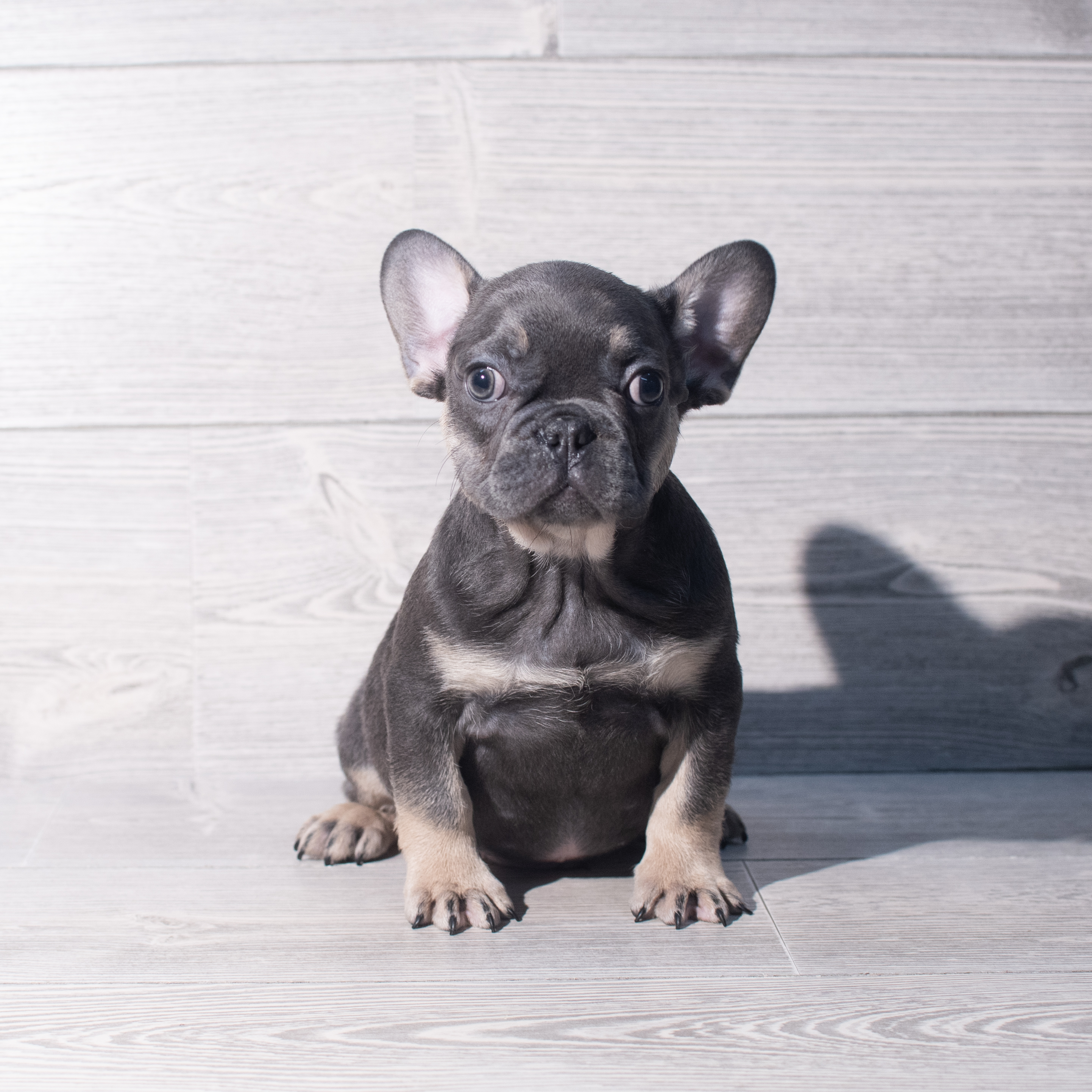 French Bulldog (M) 2087 Image #1