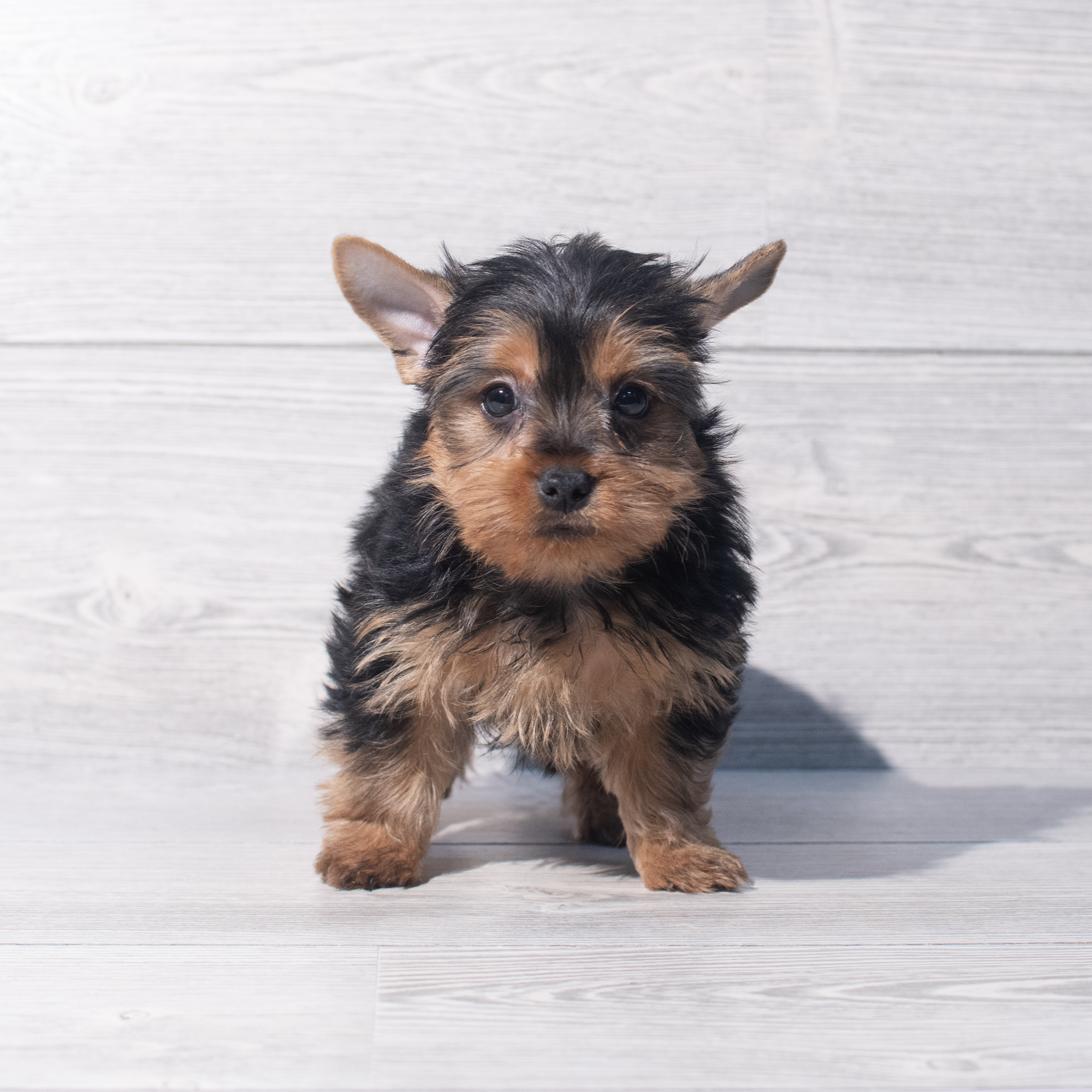 Yorkshire Terrier (M) 2111 Image #1