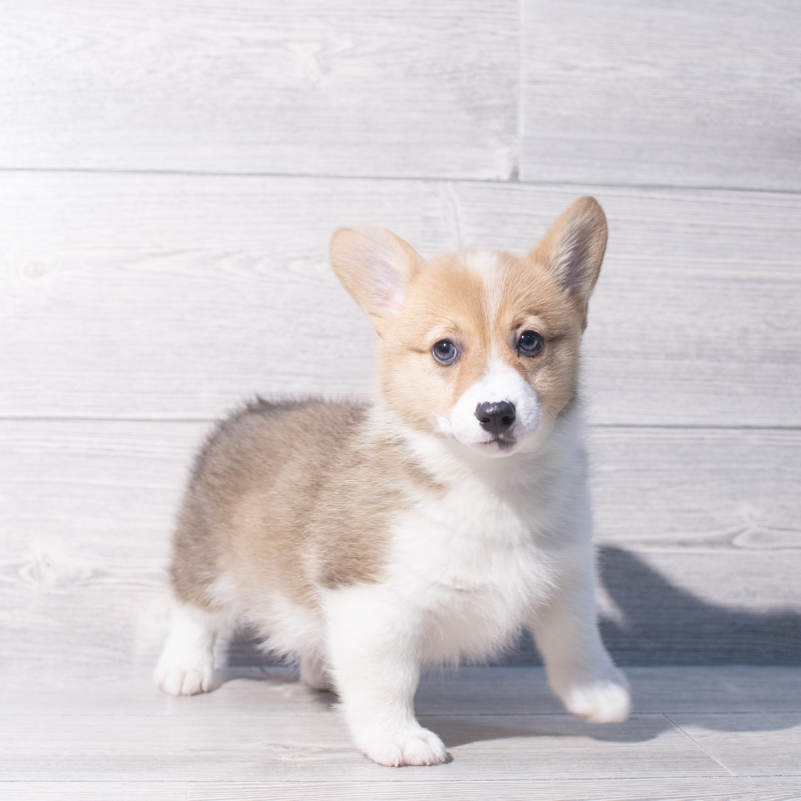 Pembroke Welsh Corgi (M) 2113 Image #1