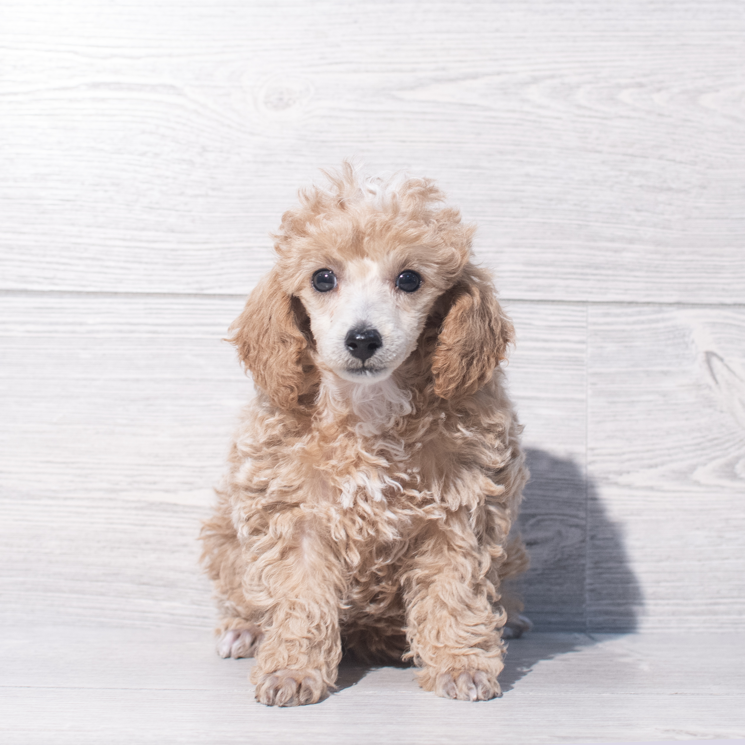 Poodle (F) 2114 Image #1
