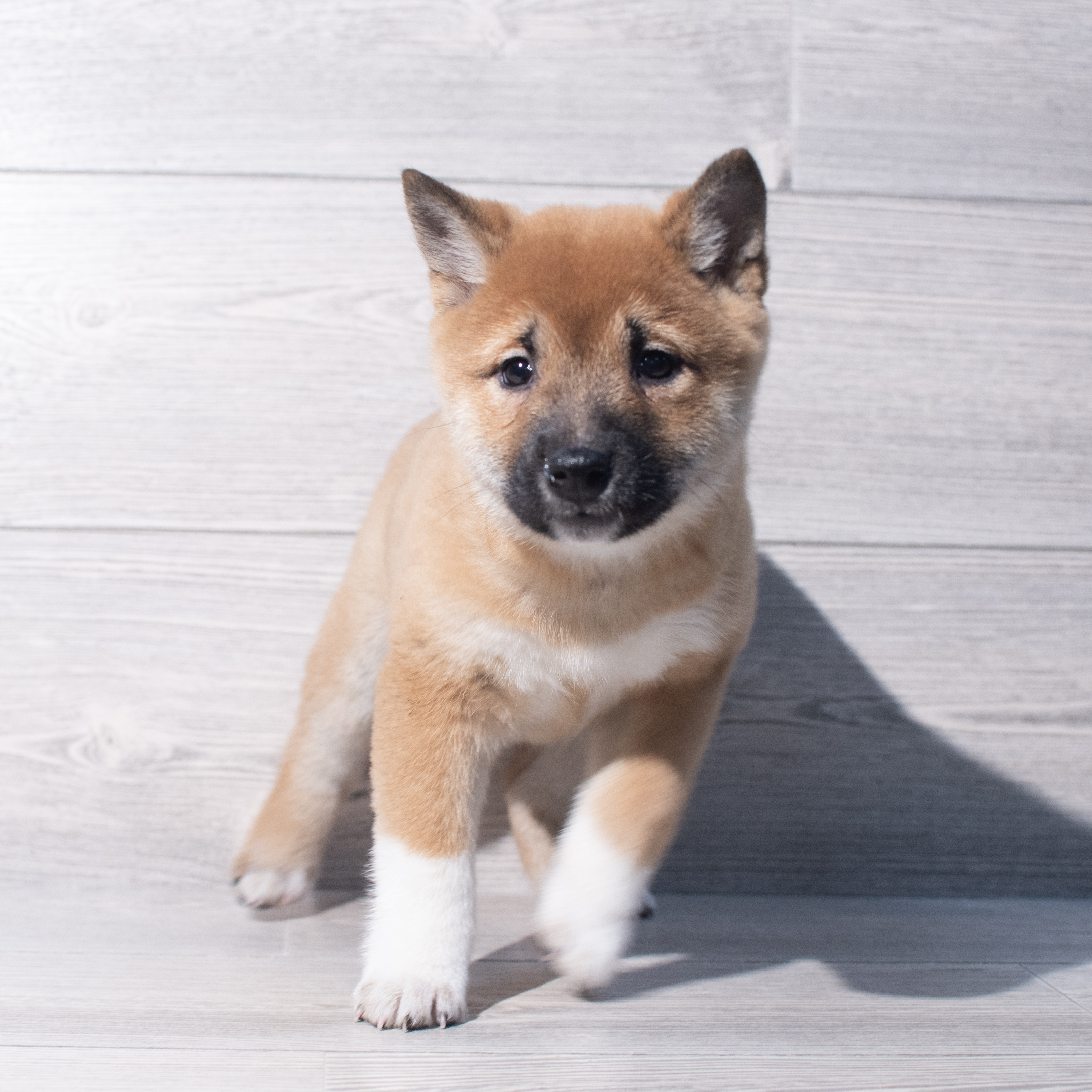 Shiba Inu (F) 2115 Image #1
