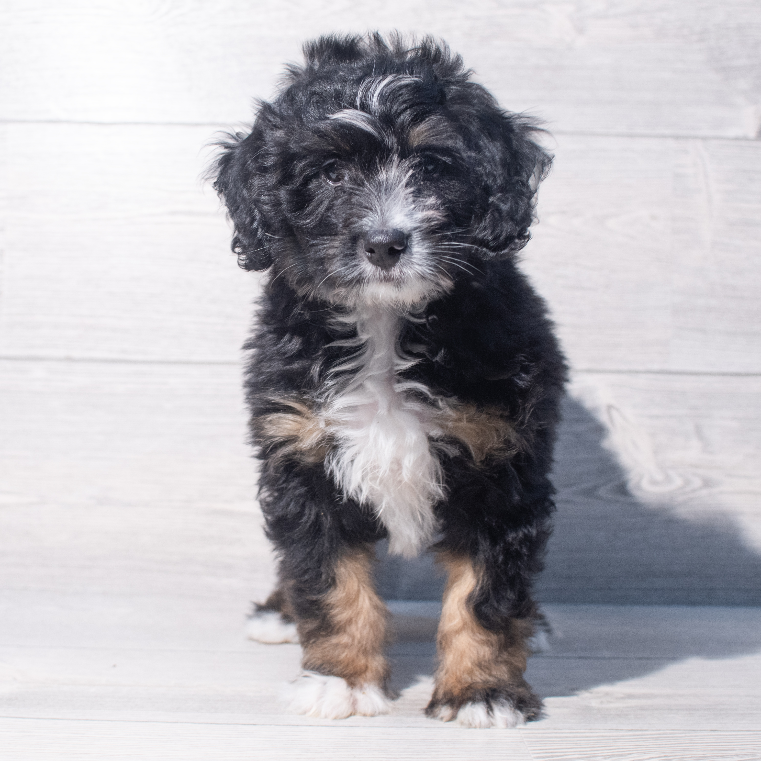 Bernedoodle Mini (M) 2105 Image #1