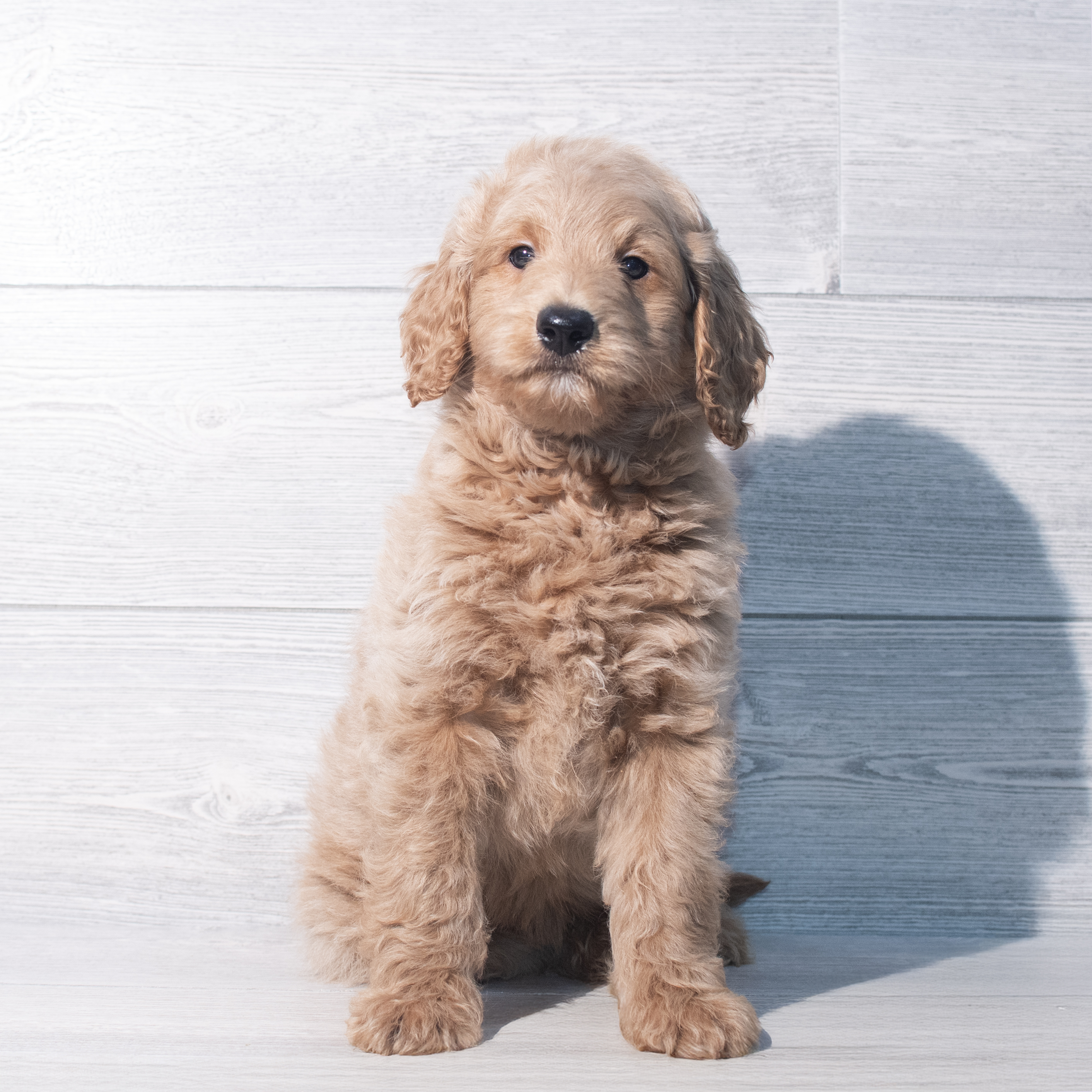 Goldendoodle Mini F1b (M) 2106 Image #1