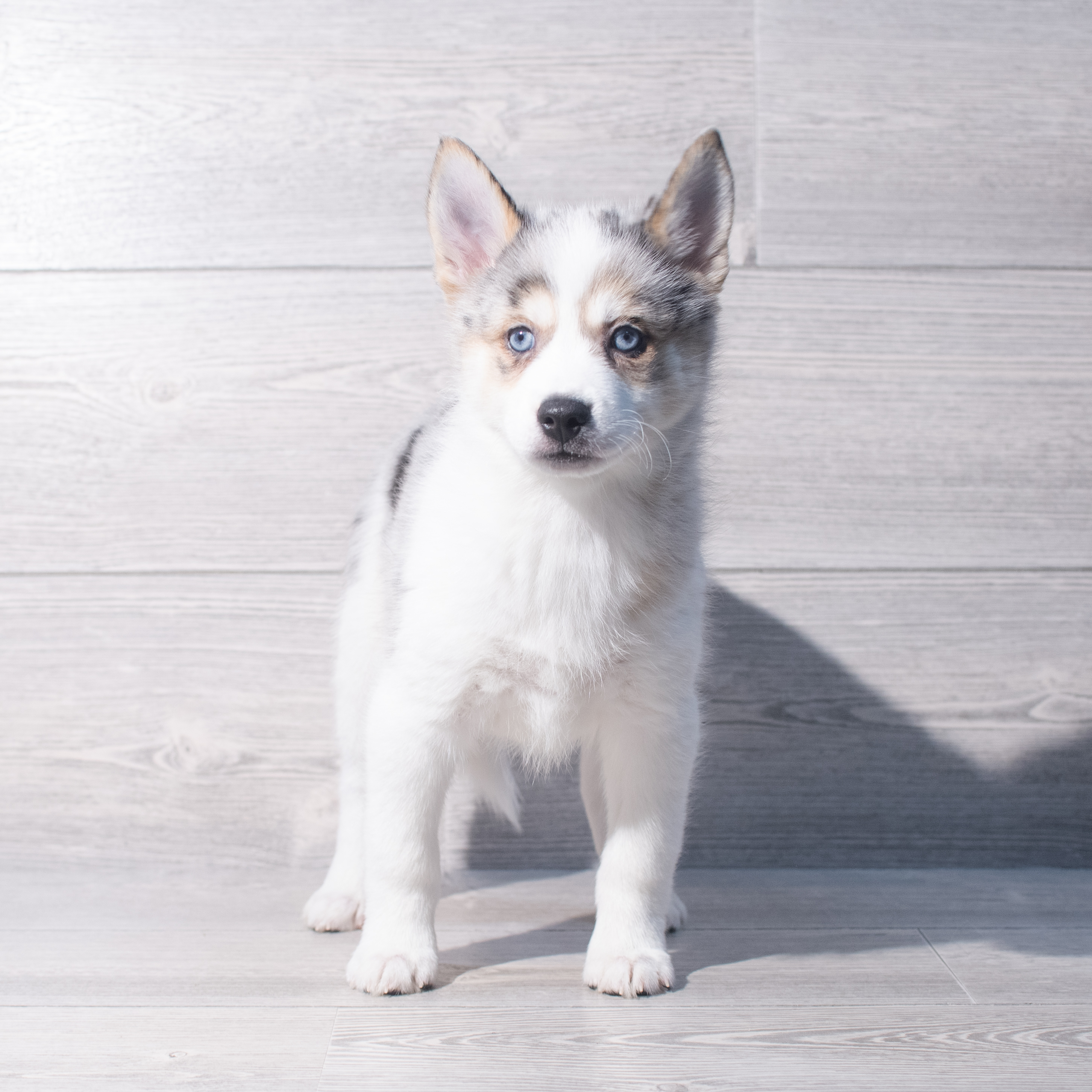 Pomsky (F) 2107 Image #1