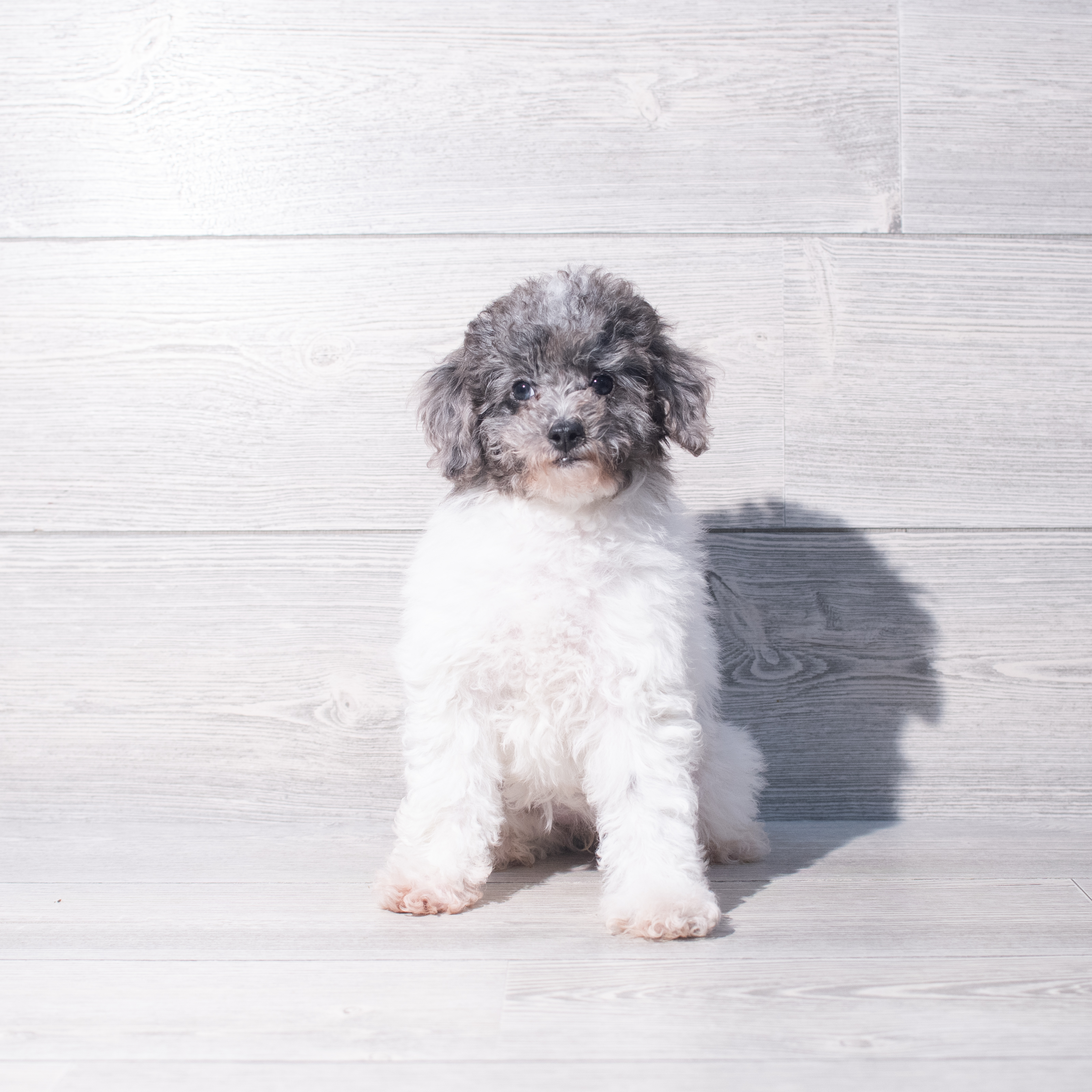 Poodle Mini (F) 2108 Image #1
