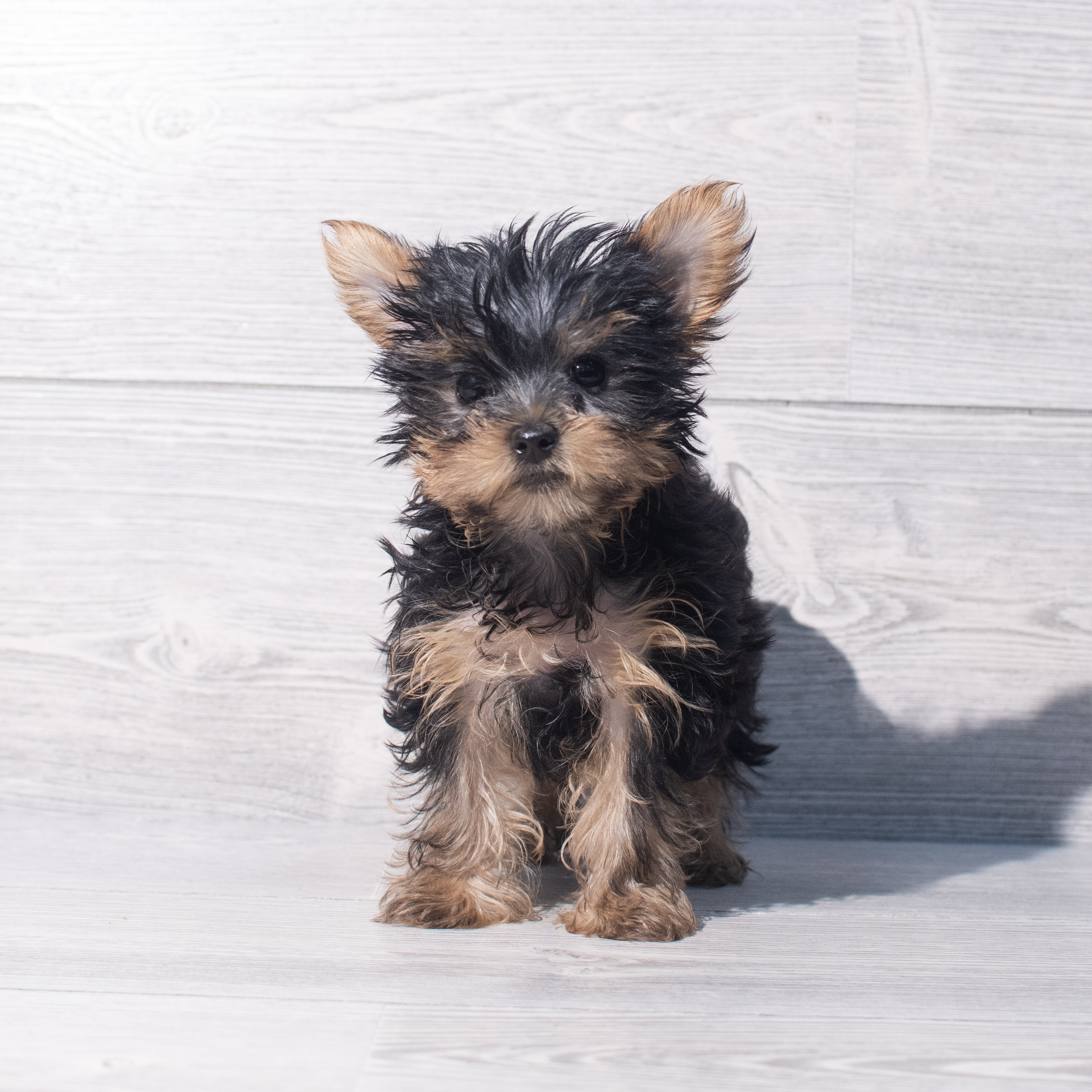 Yorkshire Terrier (F) 2104 Image #1